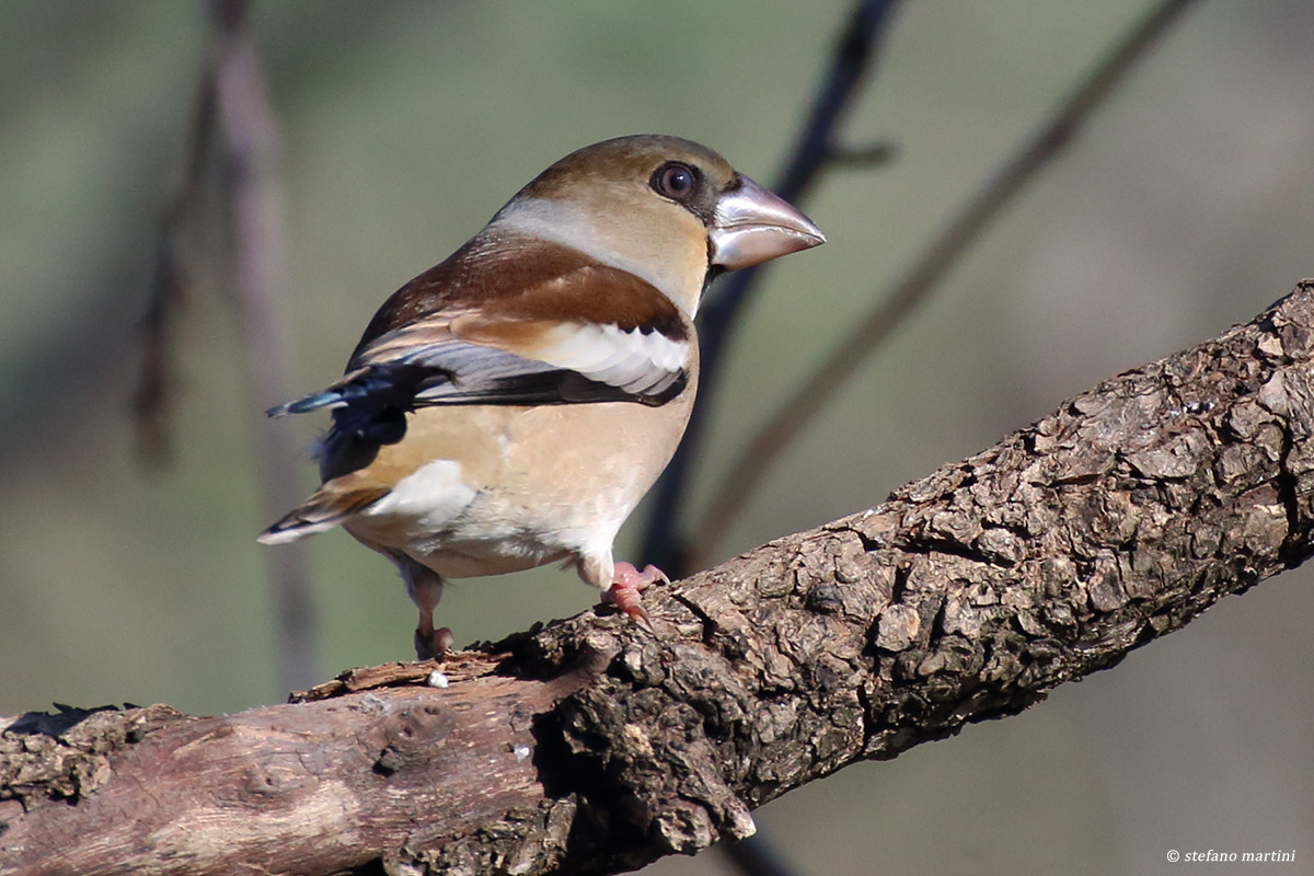 Grosbeak