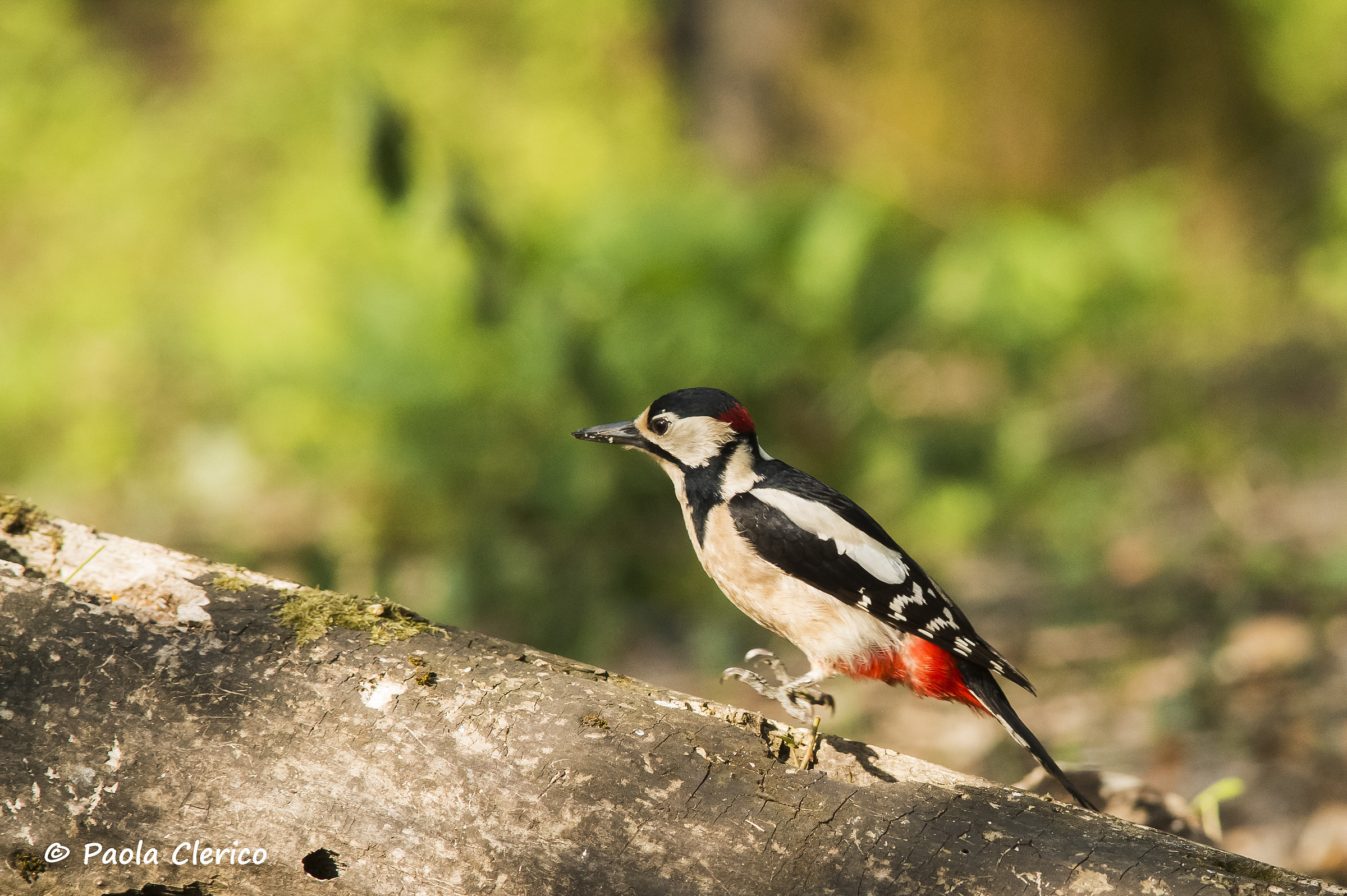 Great spotted woodpecker ... the saltino