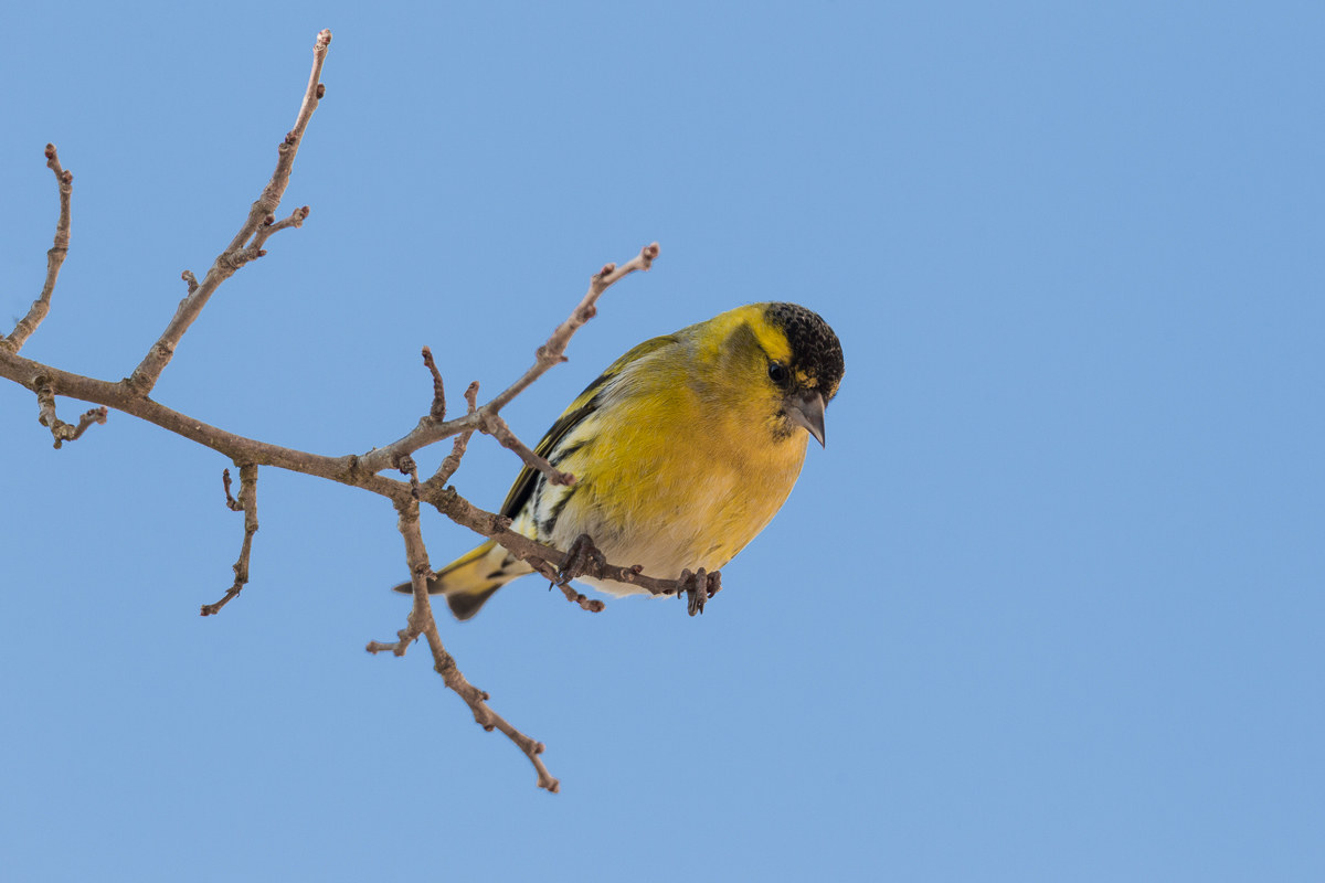 Siskin (Spinus spinus) ...