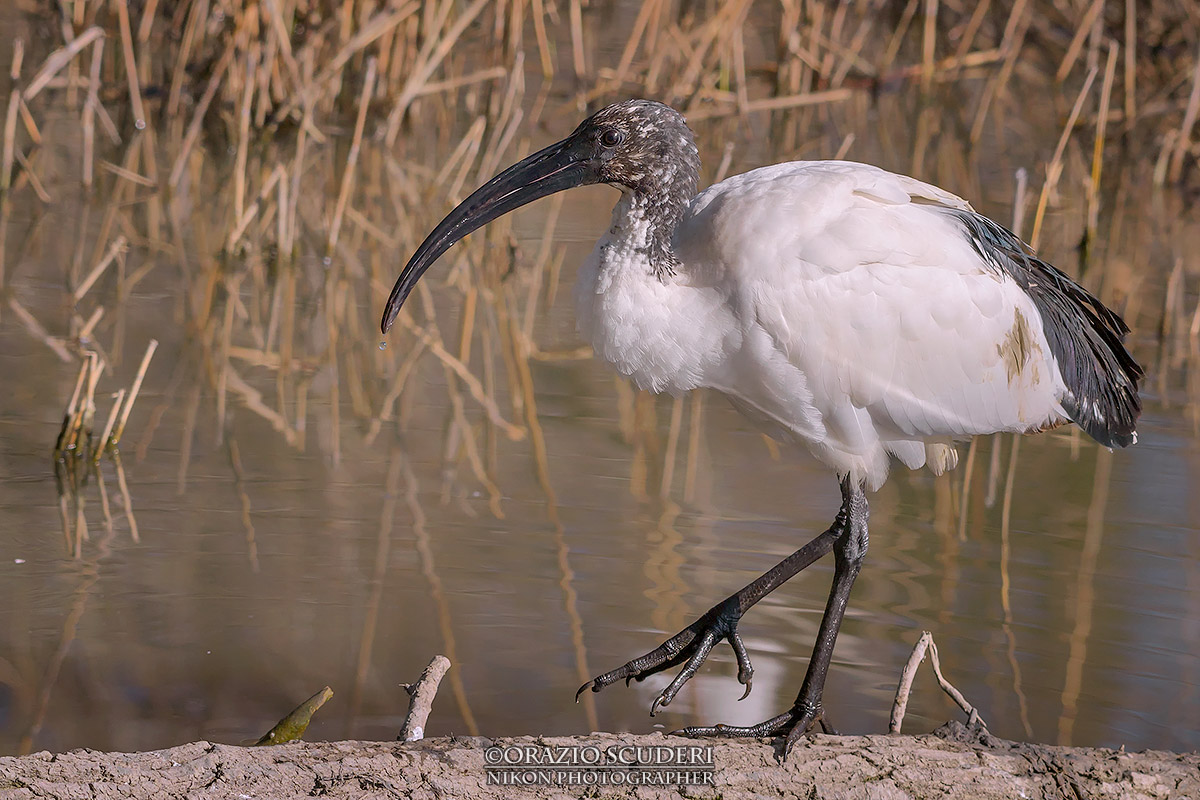 Threskiornis aethiopicus
