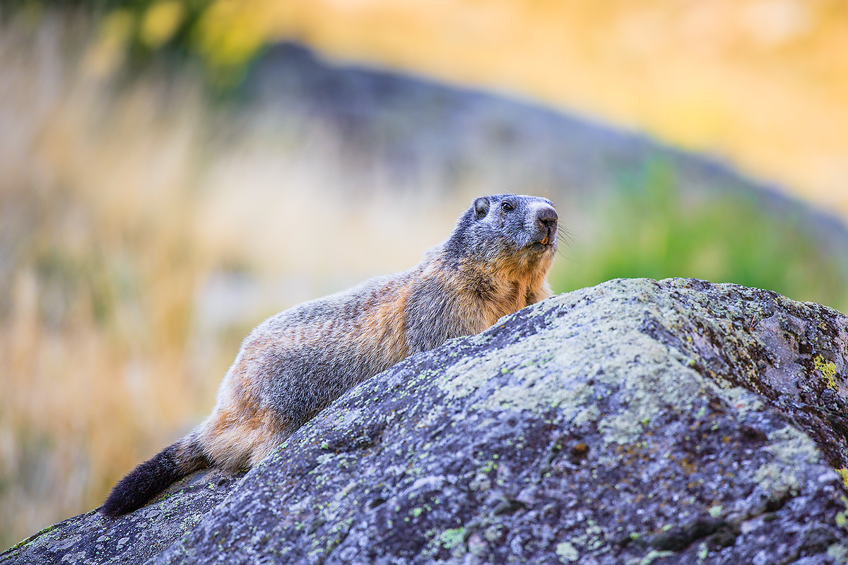 marmot