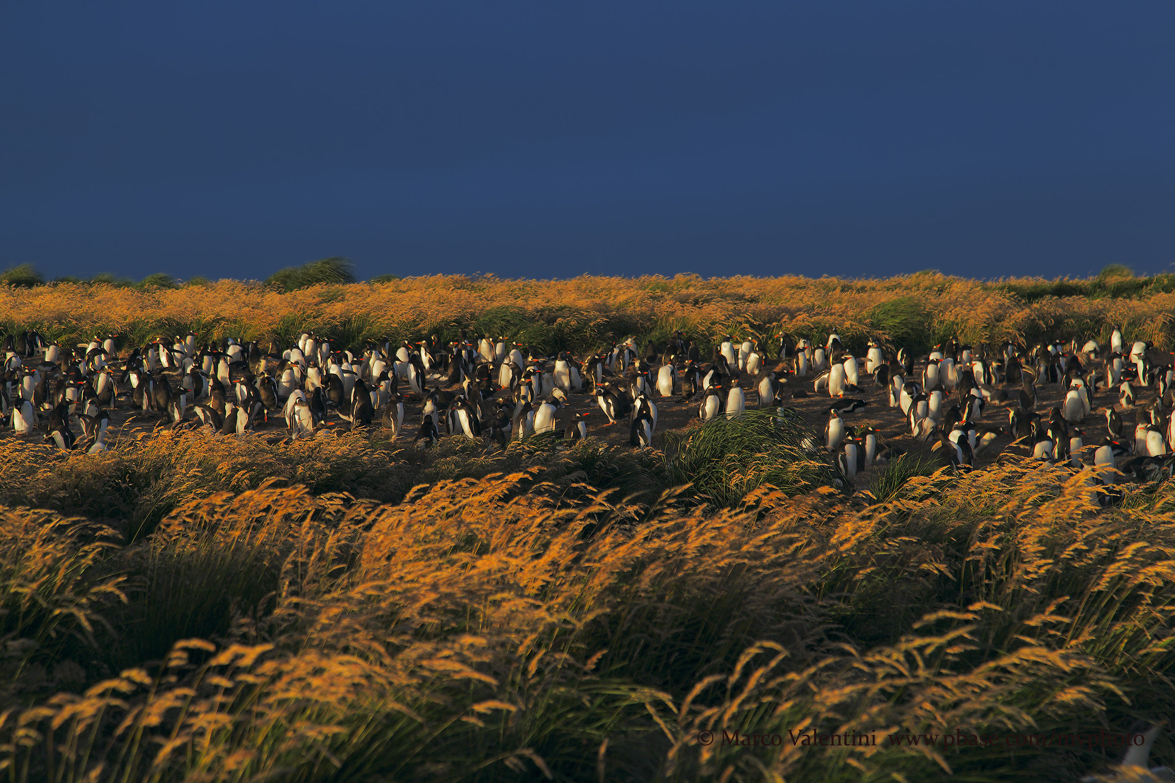 The colony and the storm