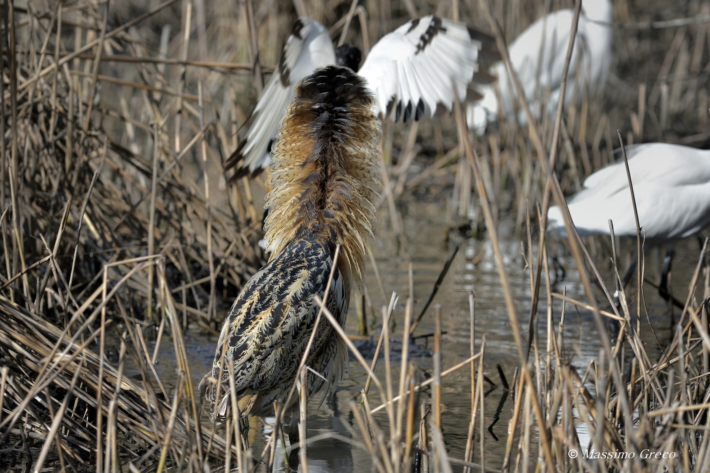 The Bittern shows off his mane