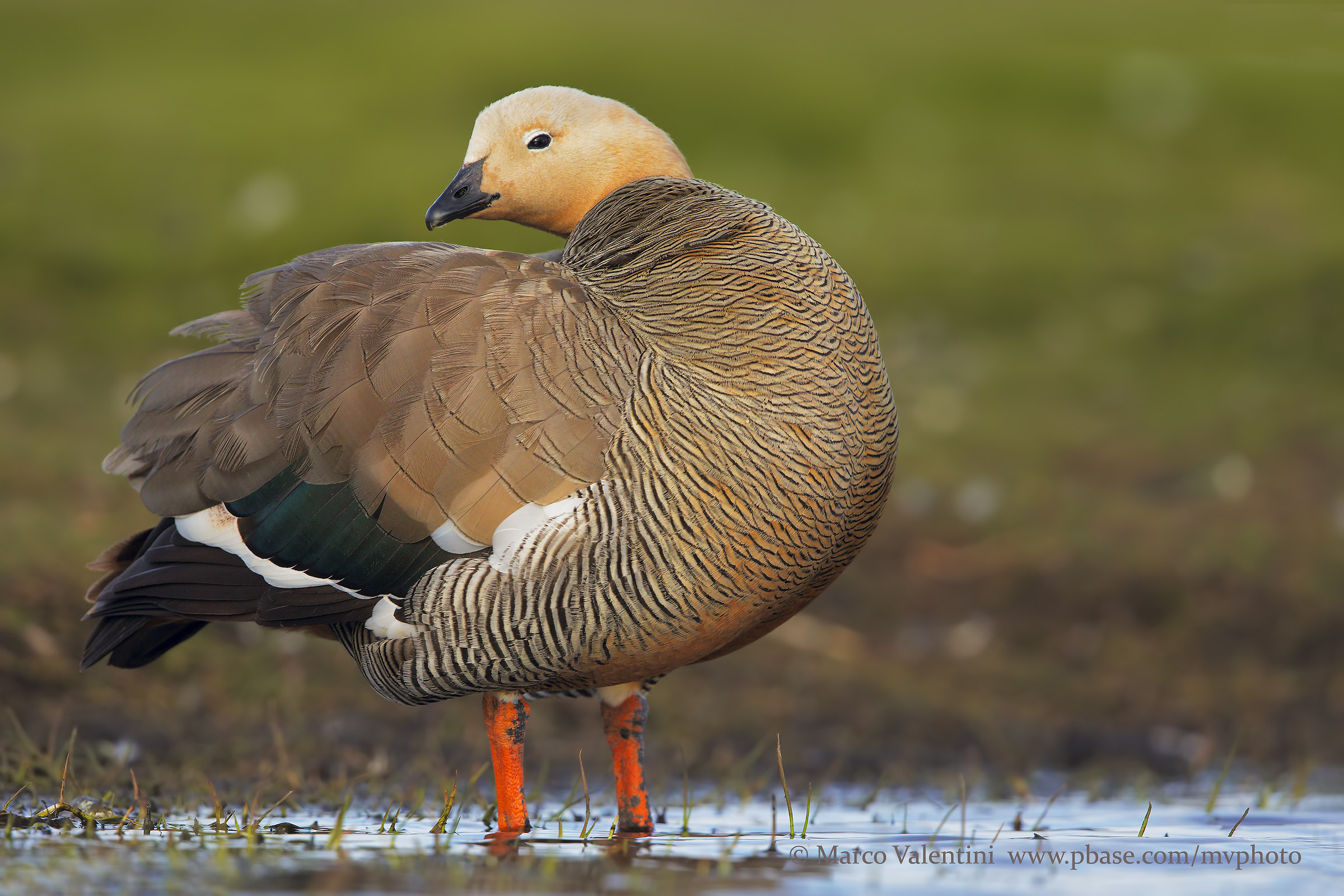 Testarossiccia goose