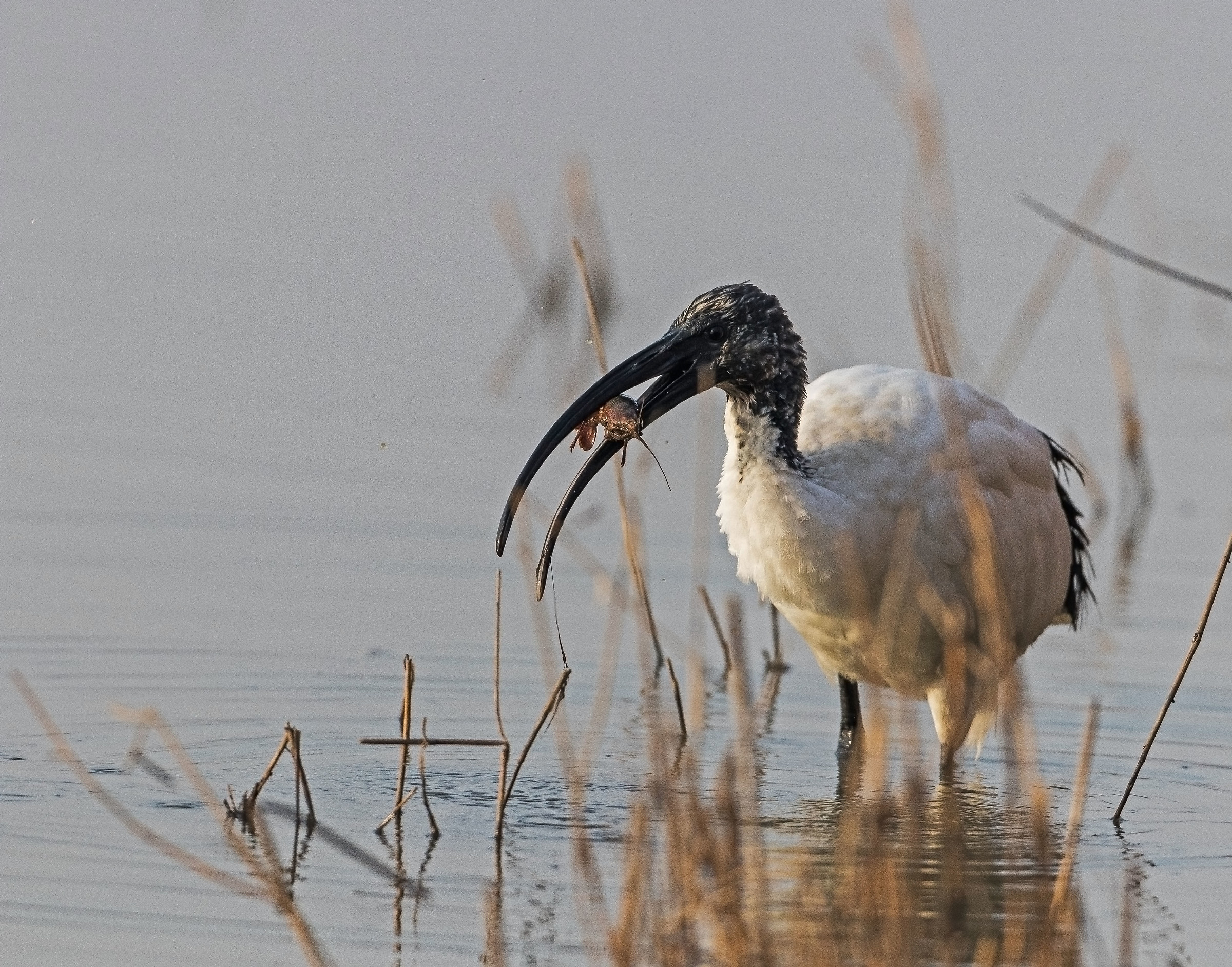 Ibis with prey