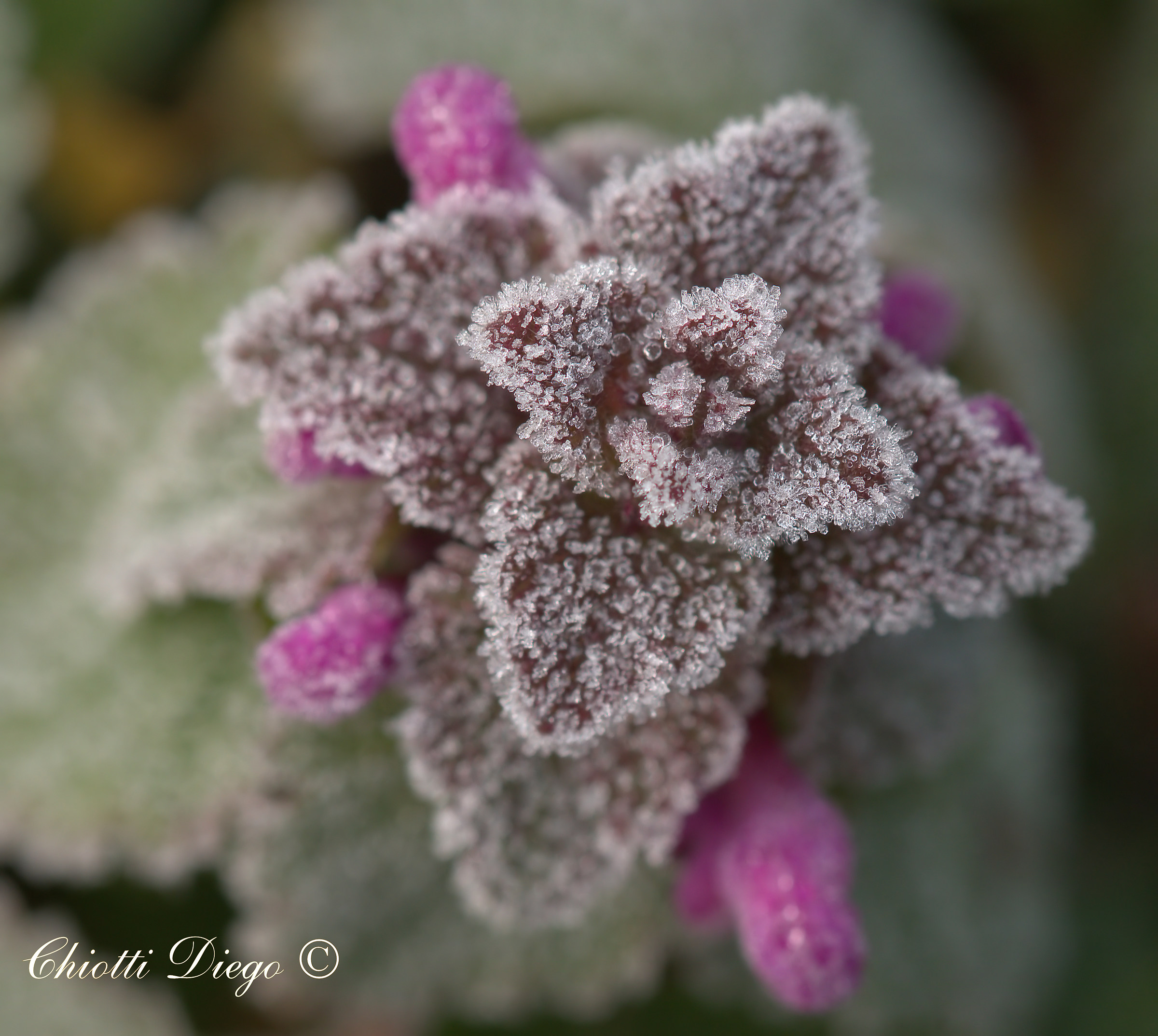 Fiore brinato (Laminium Purpureum)