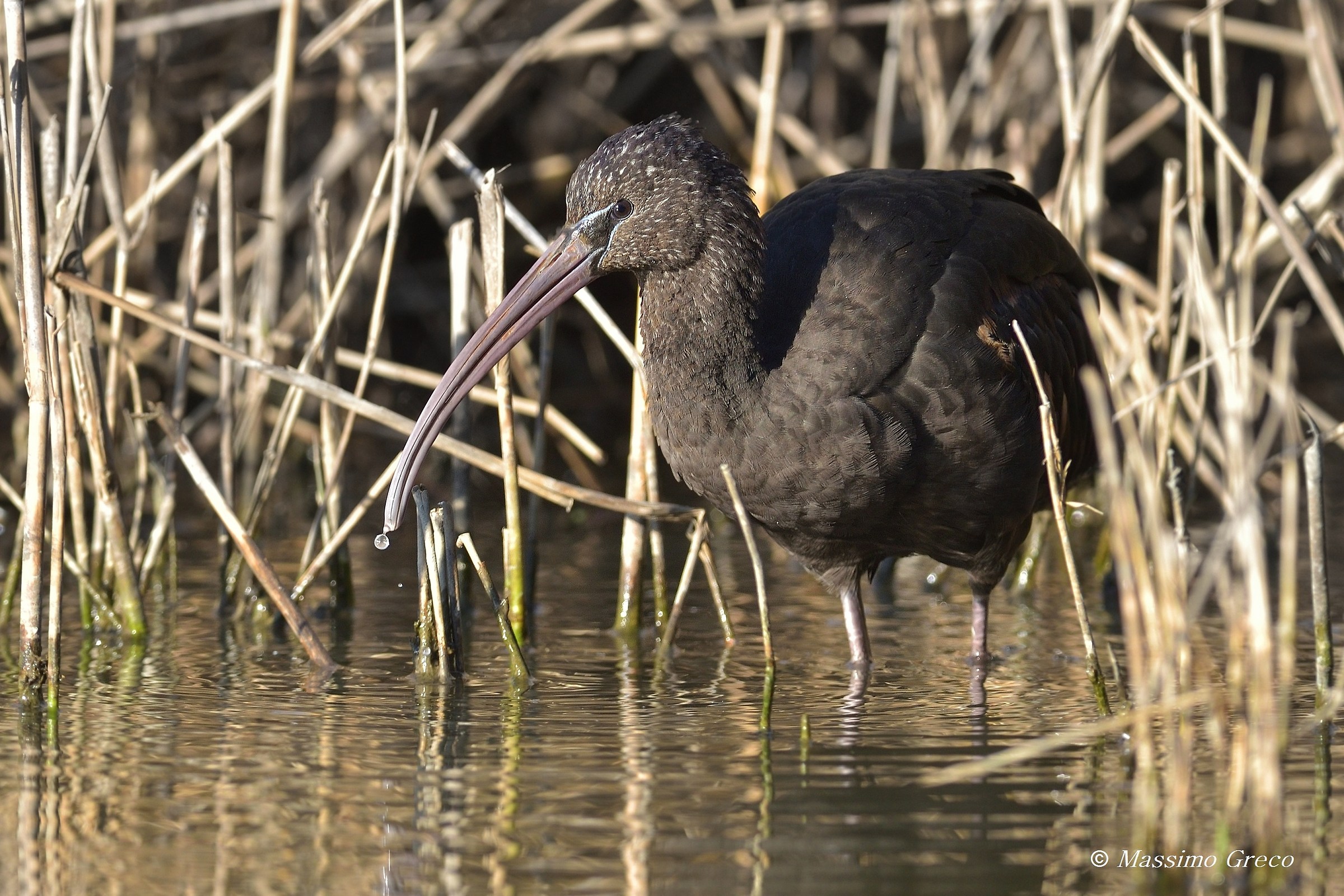 Mignattaio (Plegadis falcinellus)