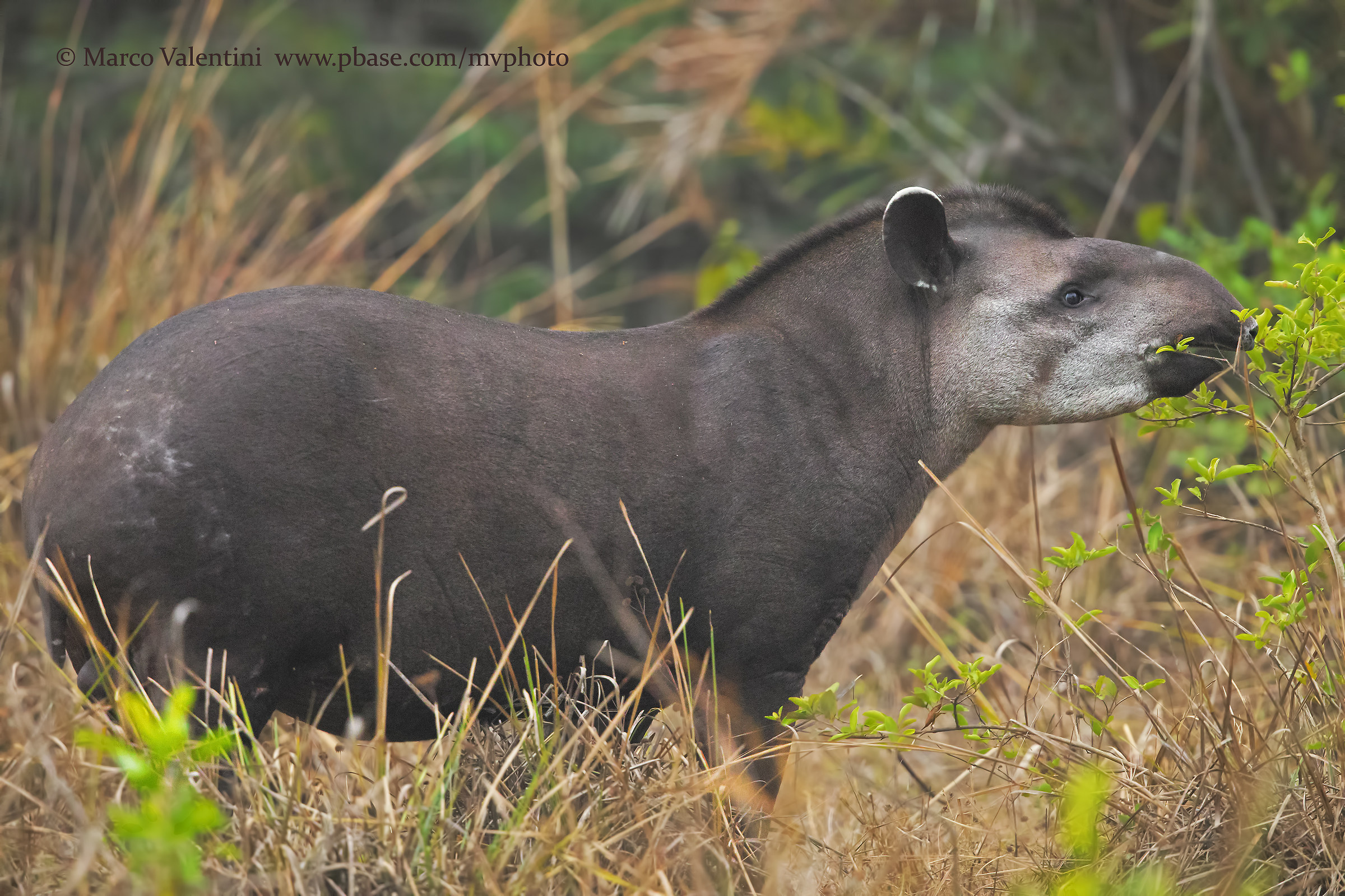 Mr. tapir