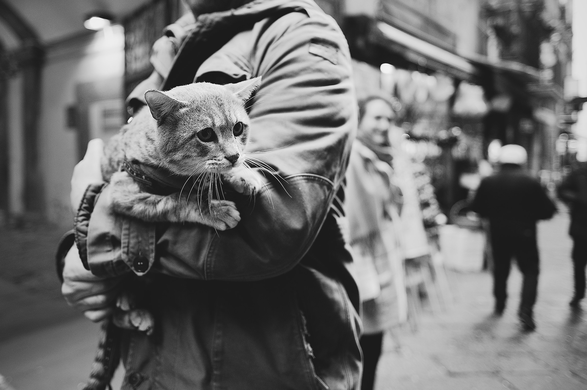 Once upon a time there was a cat on a leash.