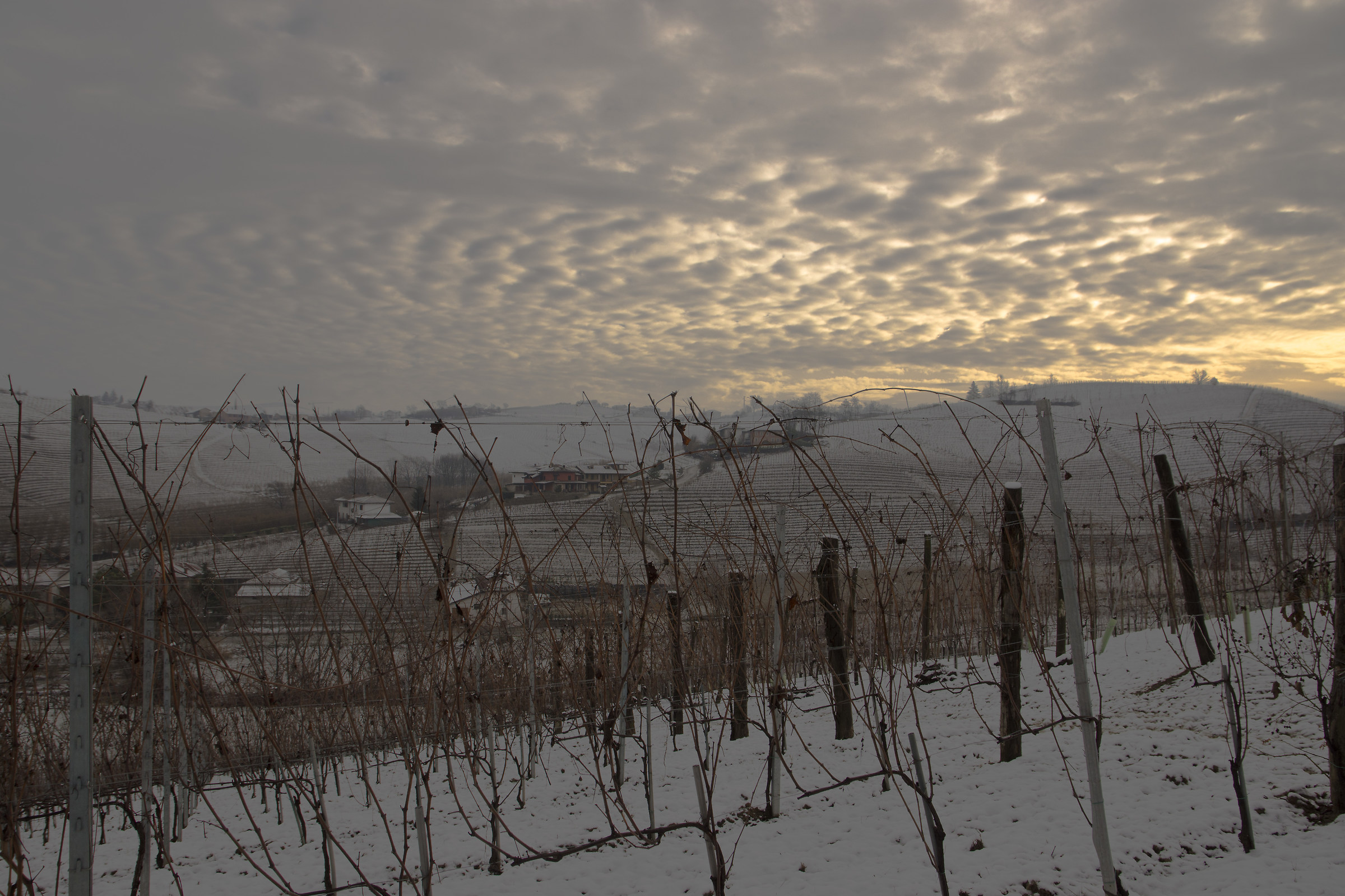 colors of the future Wine