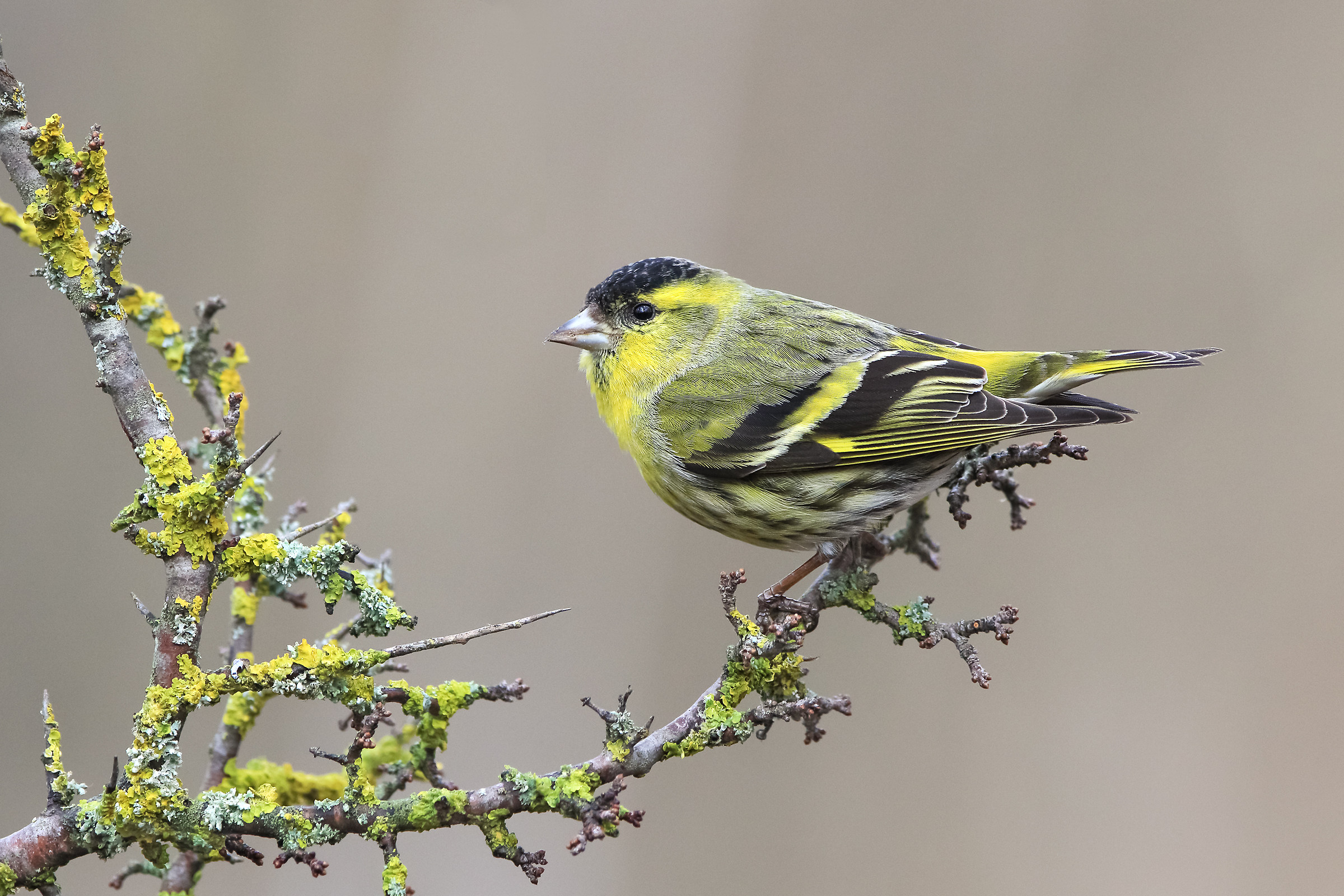 Male siskin