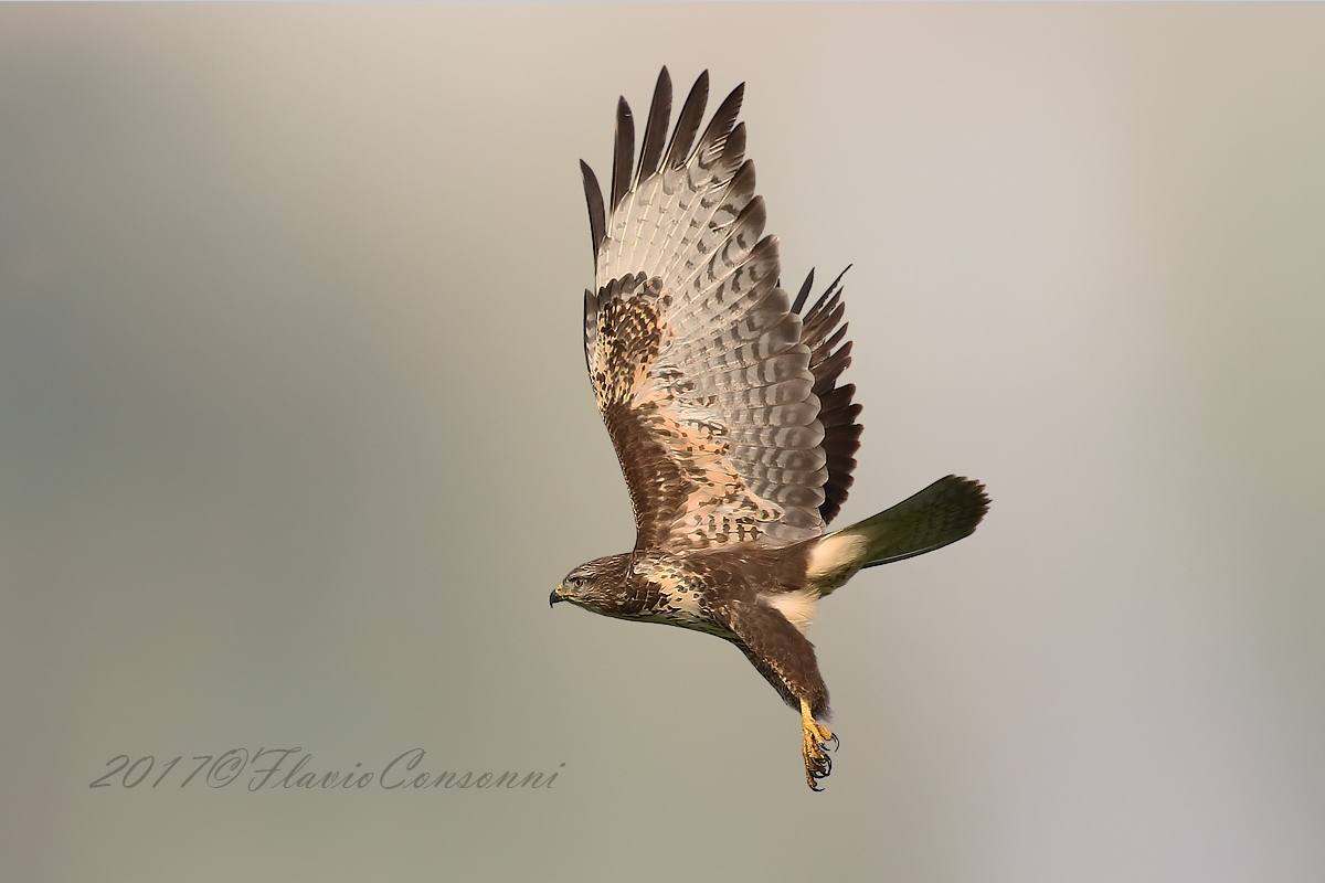Takeoff buzzard