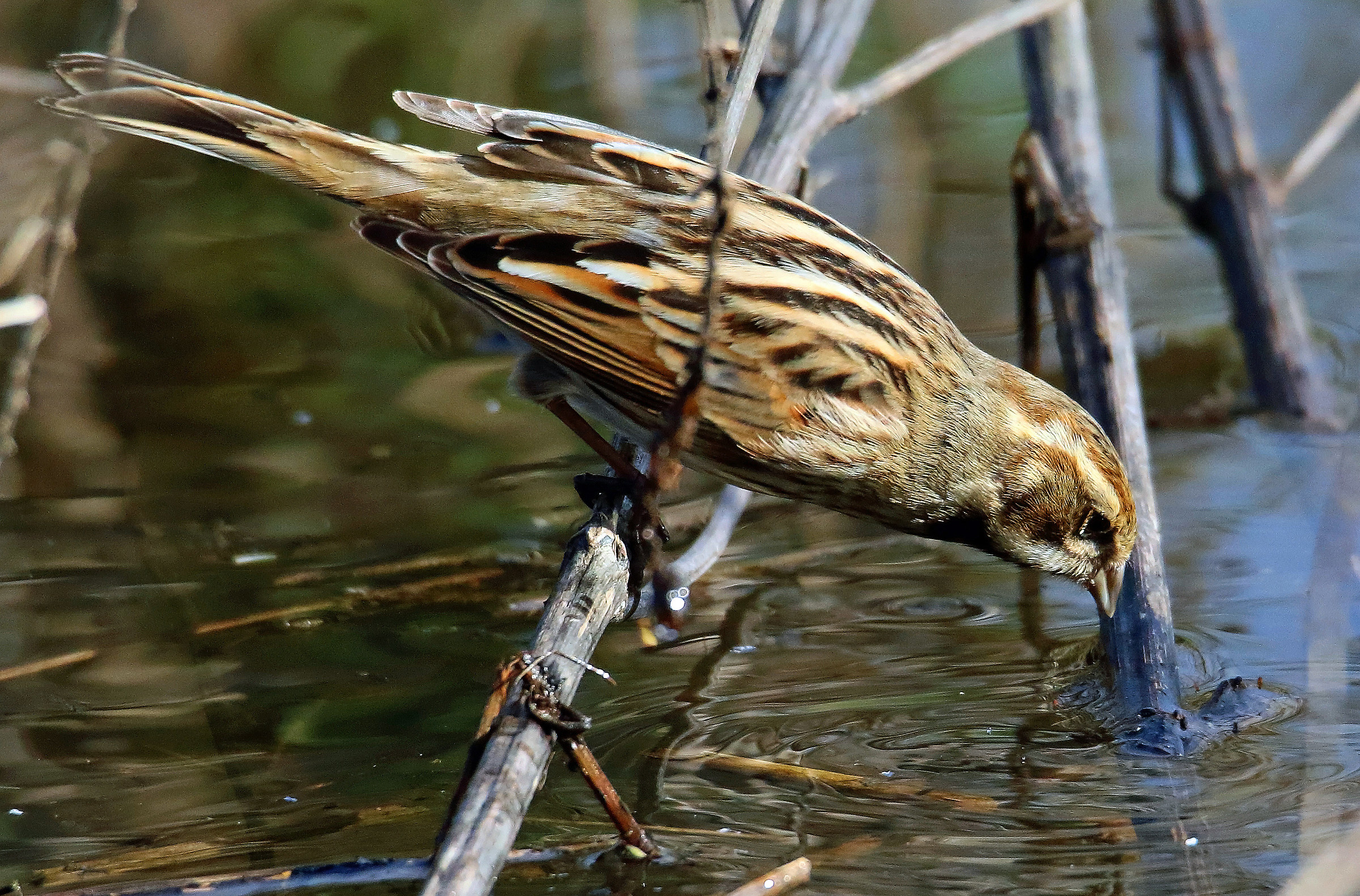 Migliarino di palude