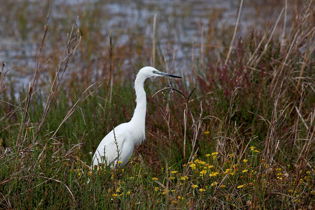 Egret hunting