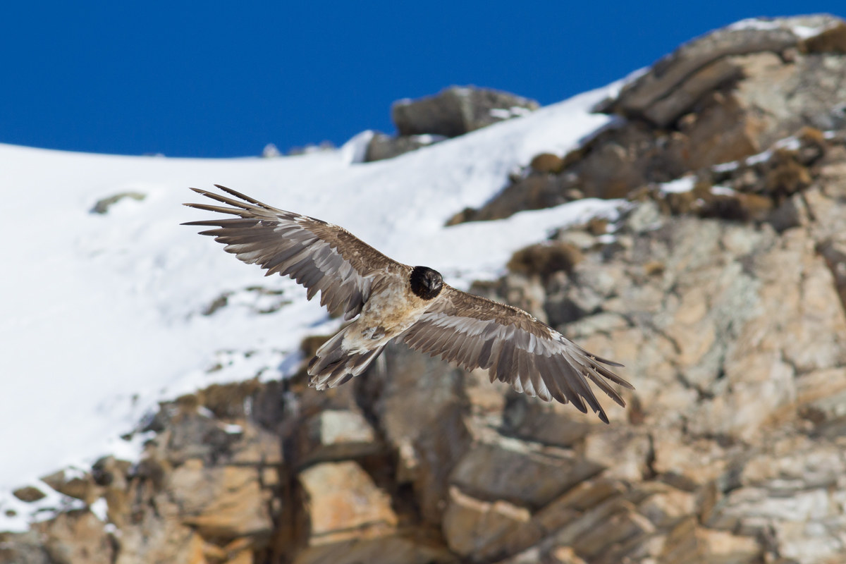 Between red, white, blue