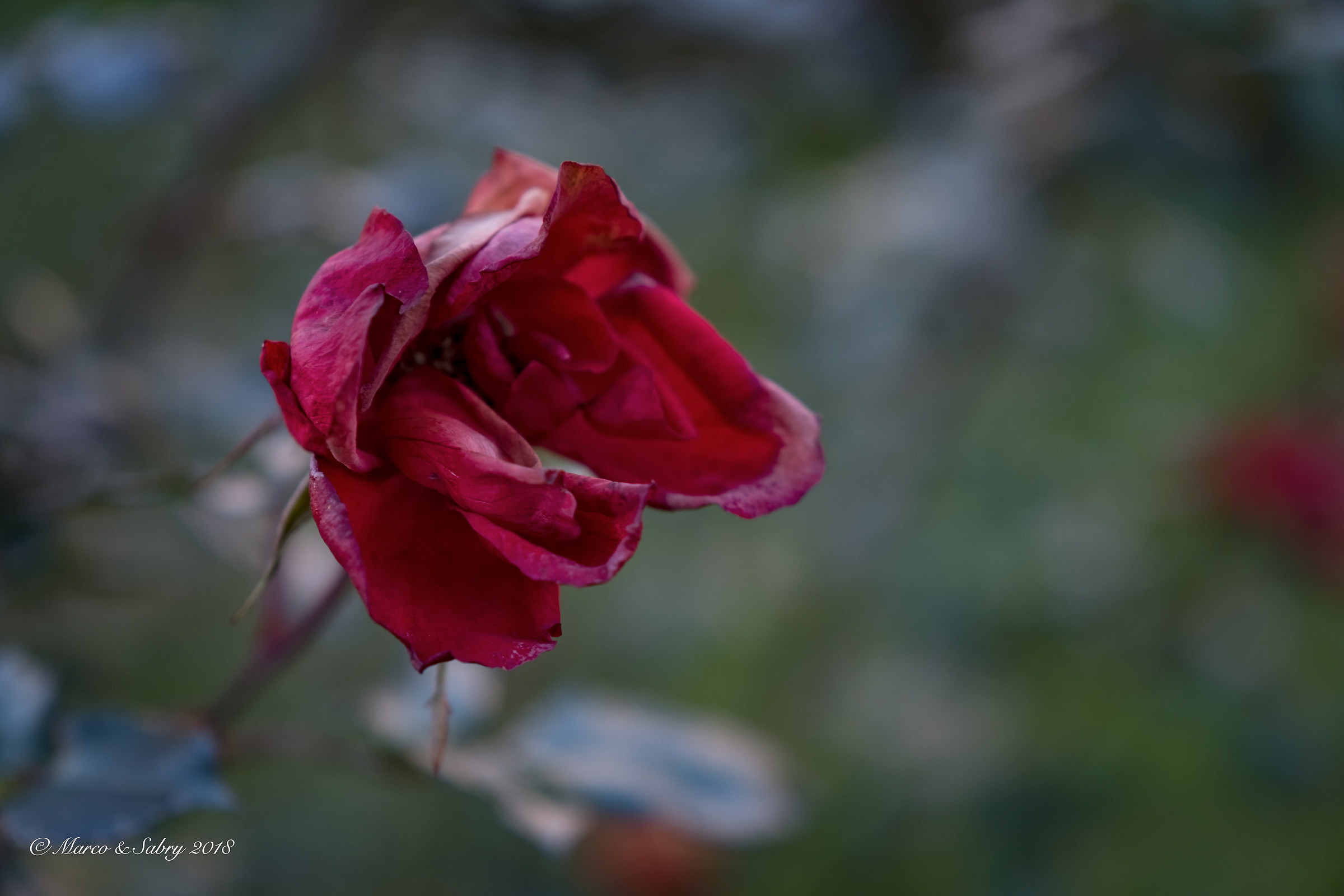Winter Rose
