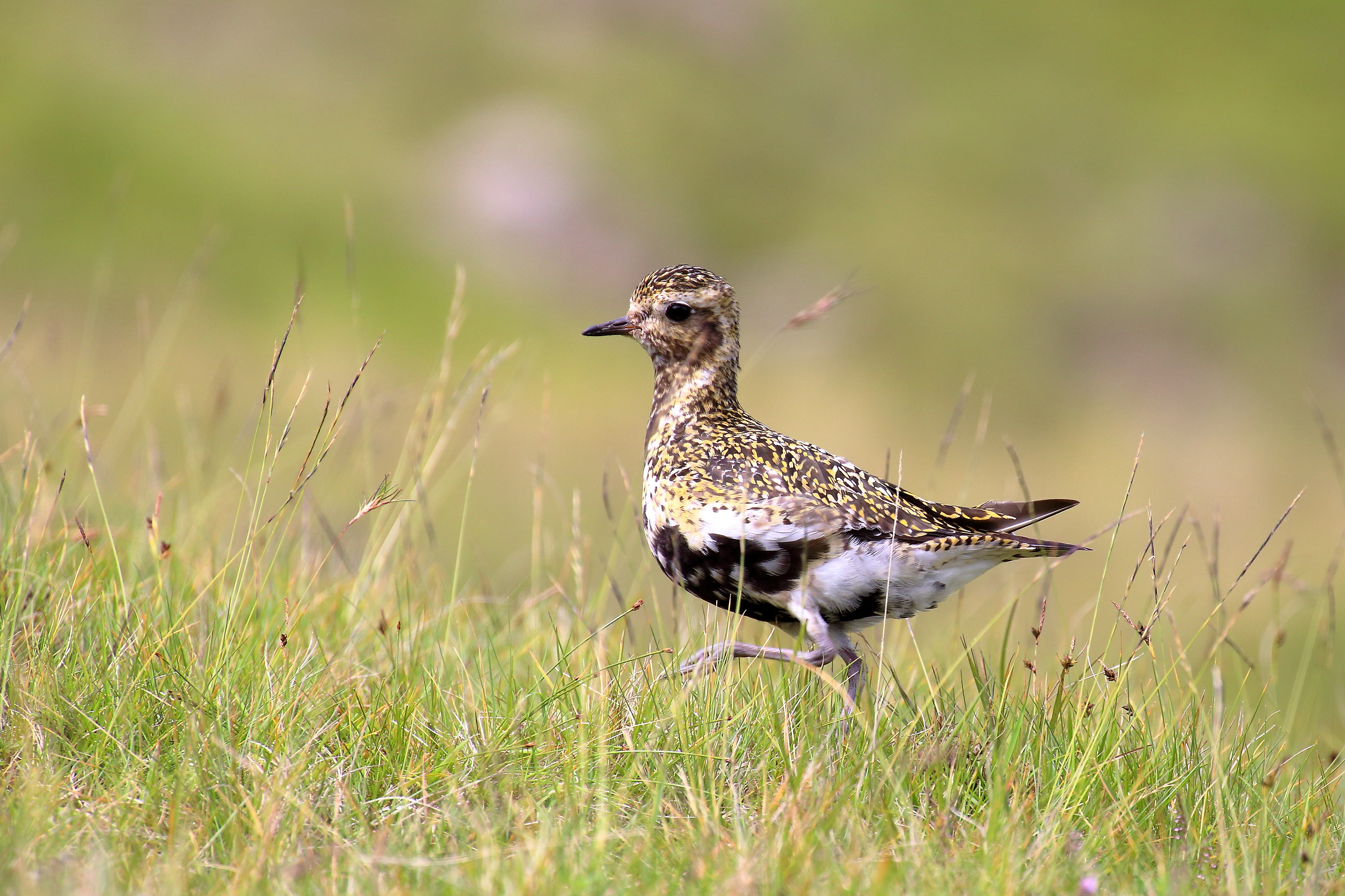 Female of Golden Plover