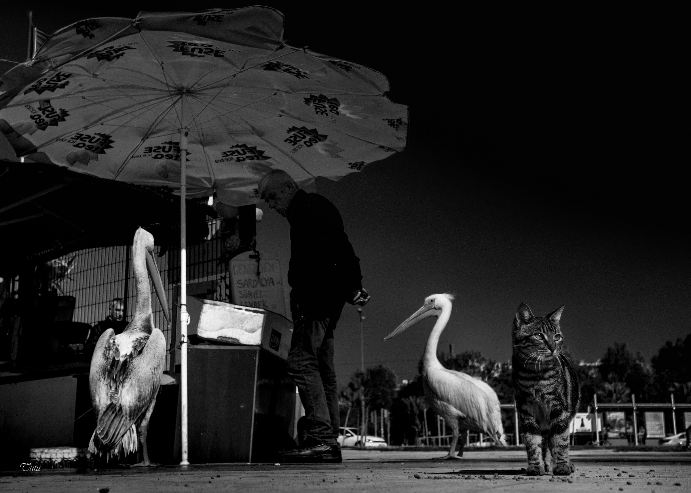 Waiting for the sardine seller