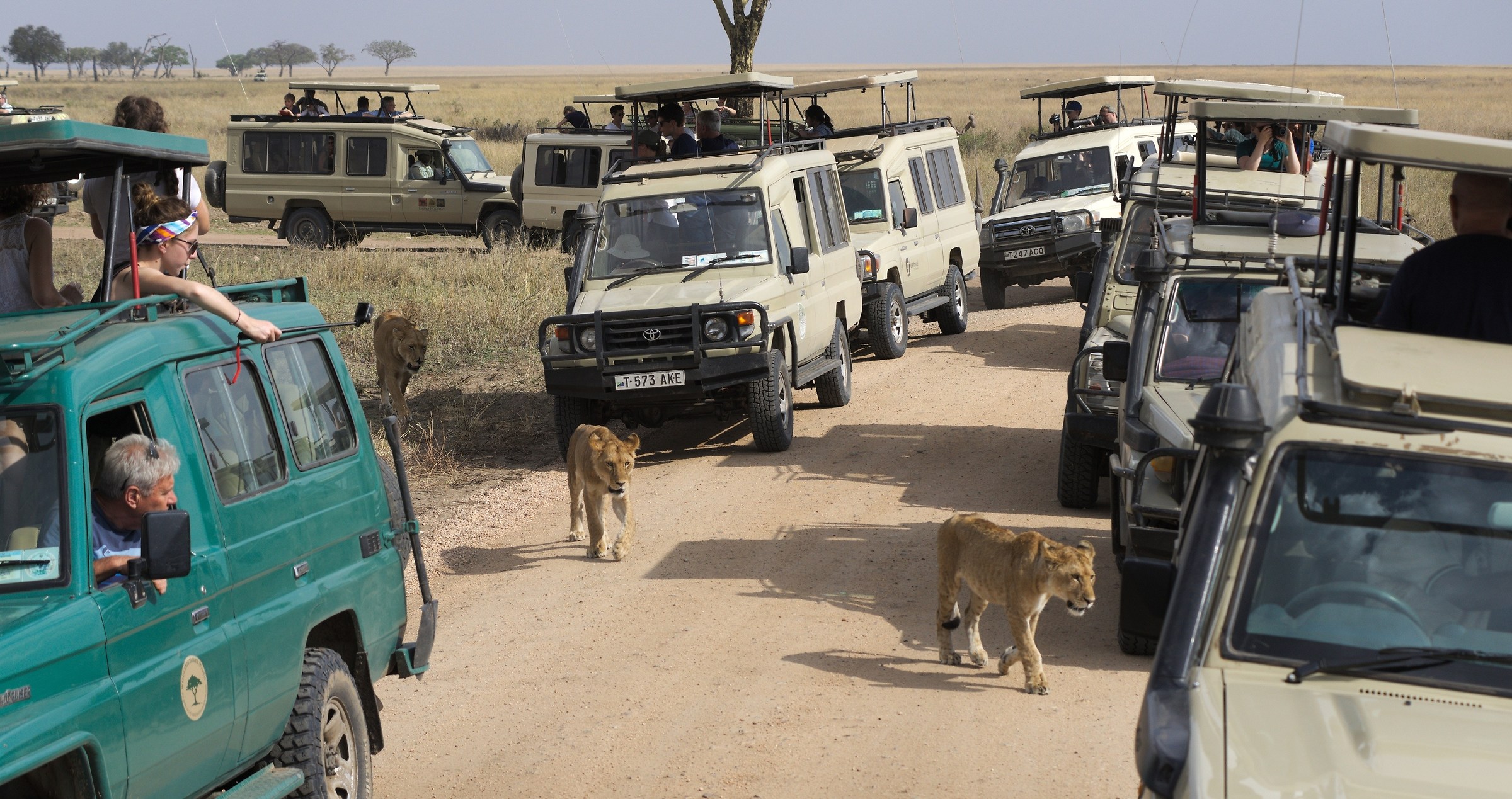 Serengeti Plain, Tanzania