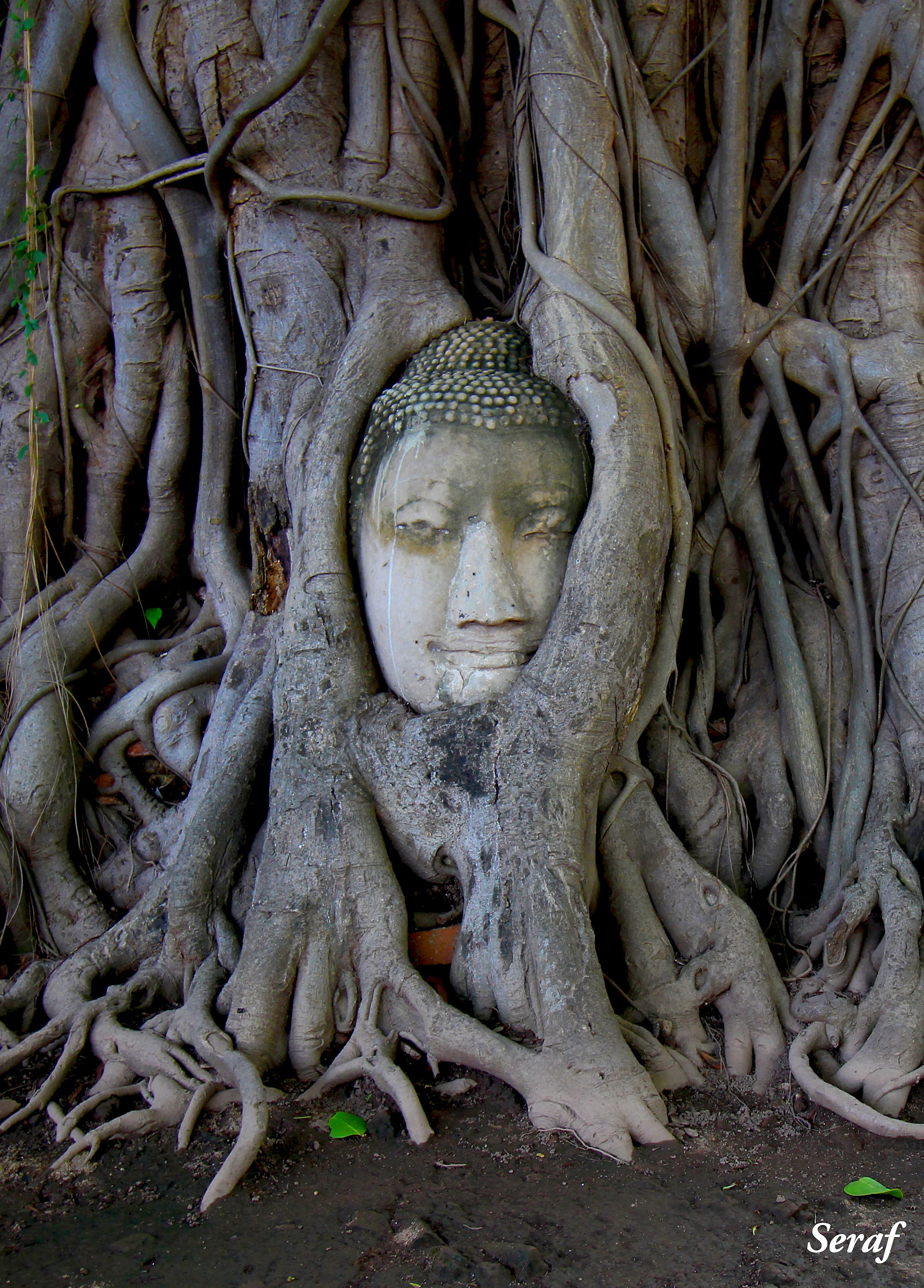 Head of Buddha in the roots - Ayutthaya-Wat Mahathat