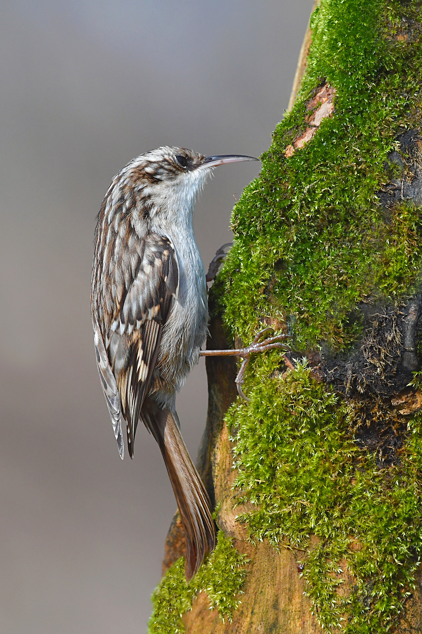Storie di piume  10  ( Rampichino )