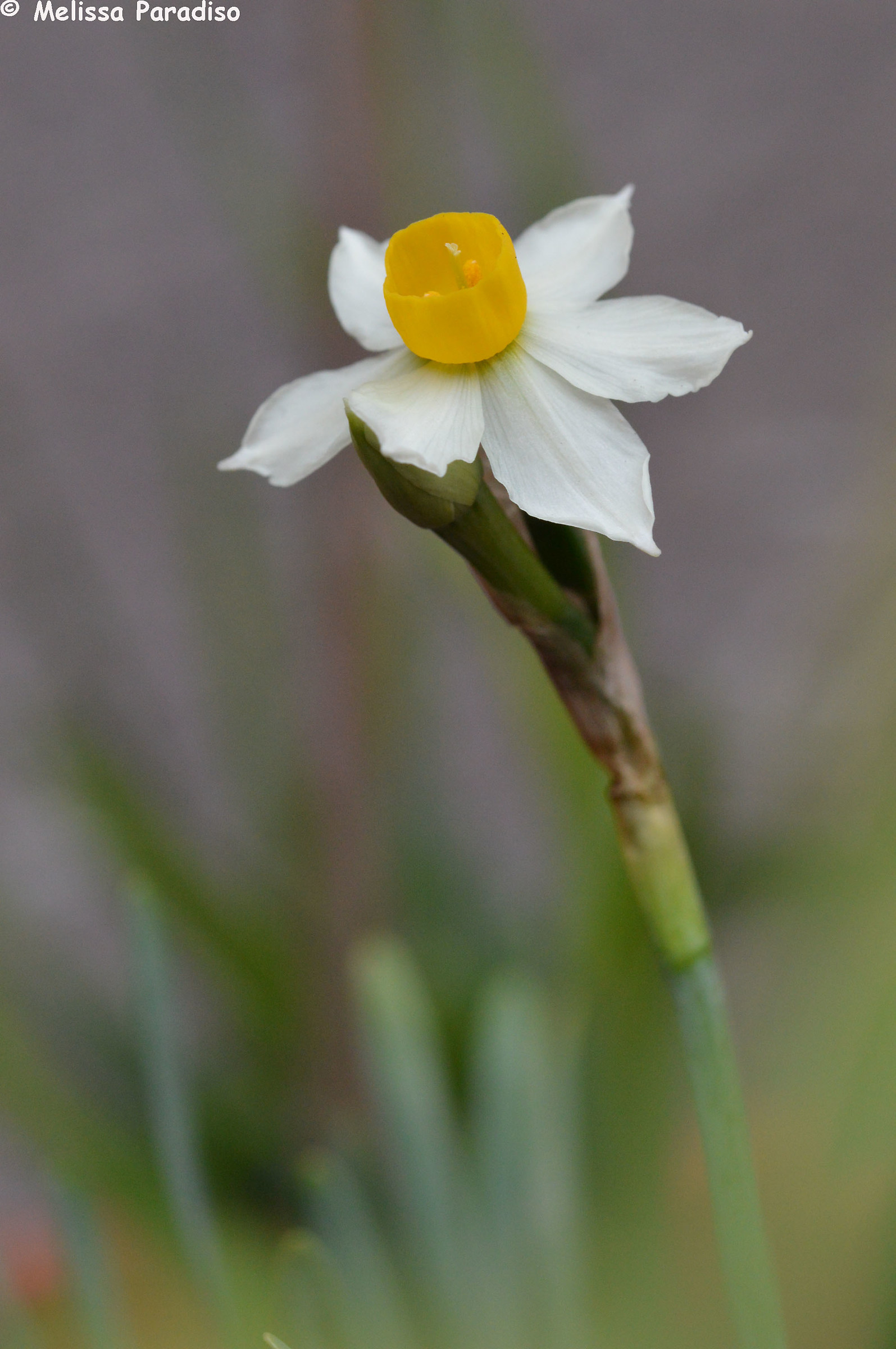 Daffodil