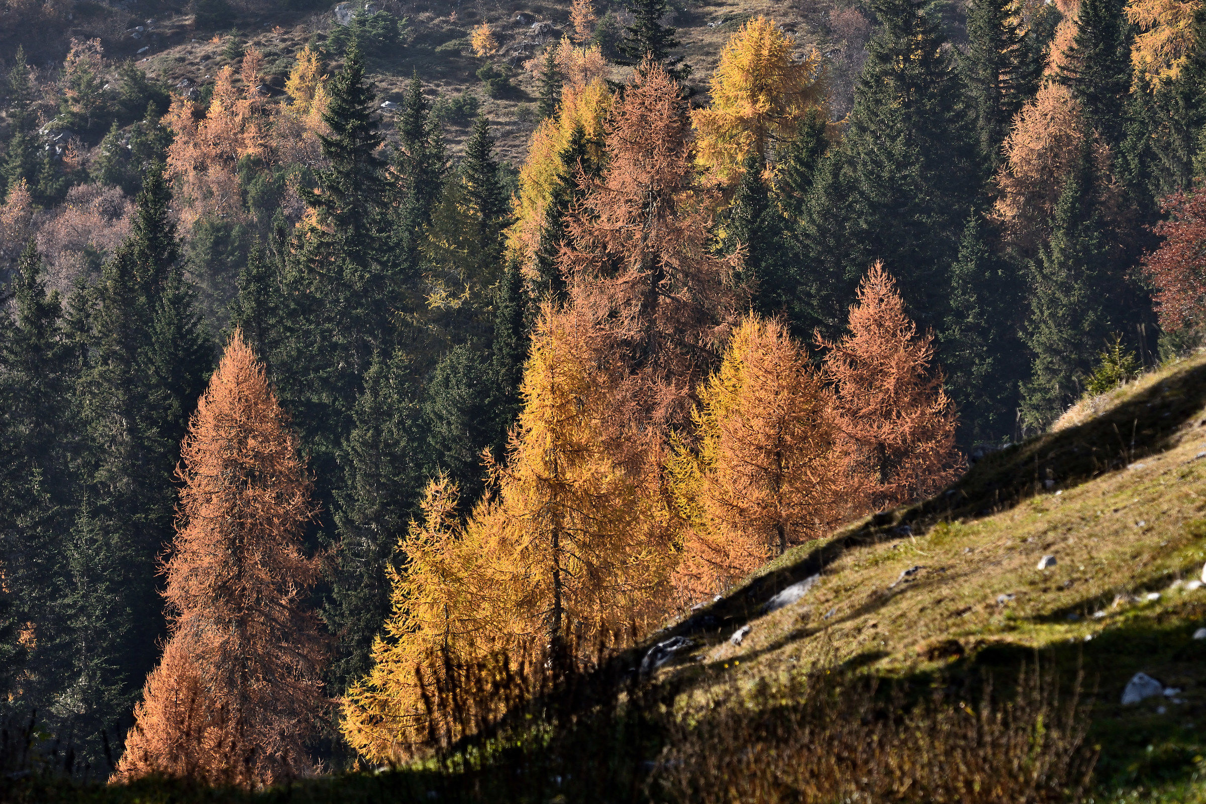 Autumn larches