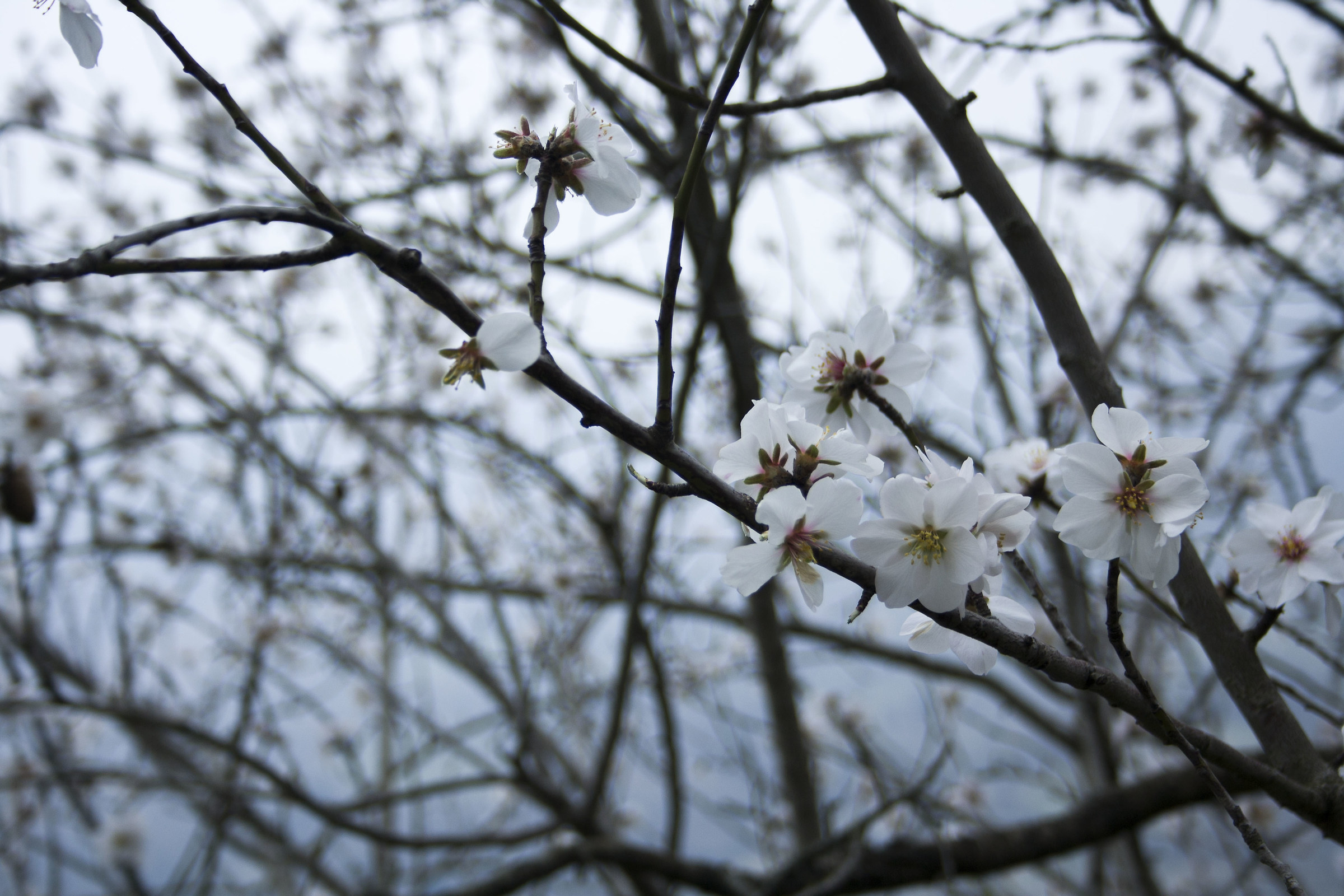 La bellezza dei fiori d'inverno