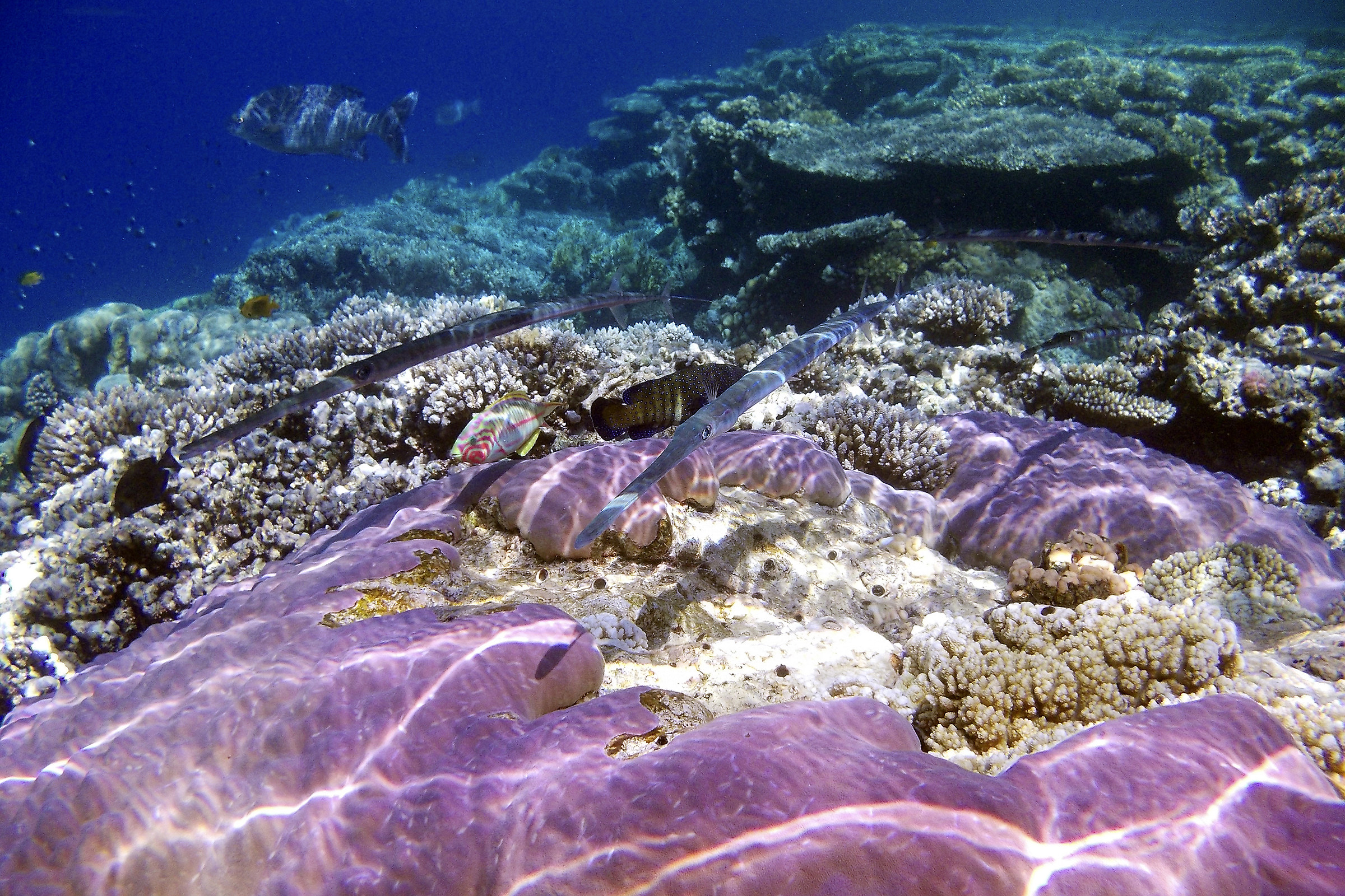 Ras Mohamed National Park