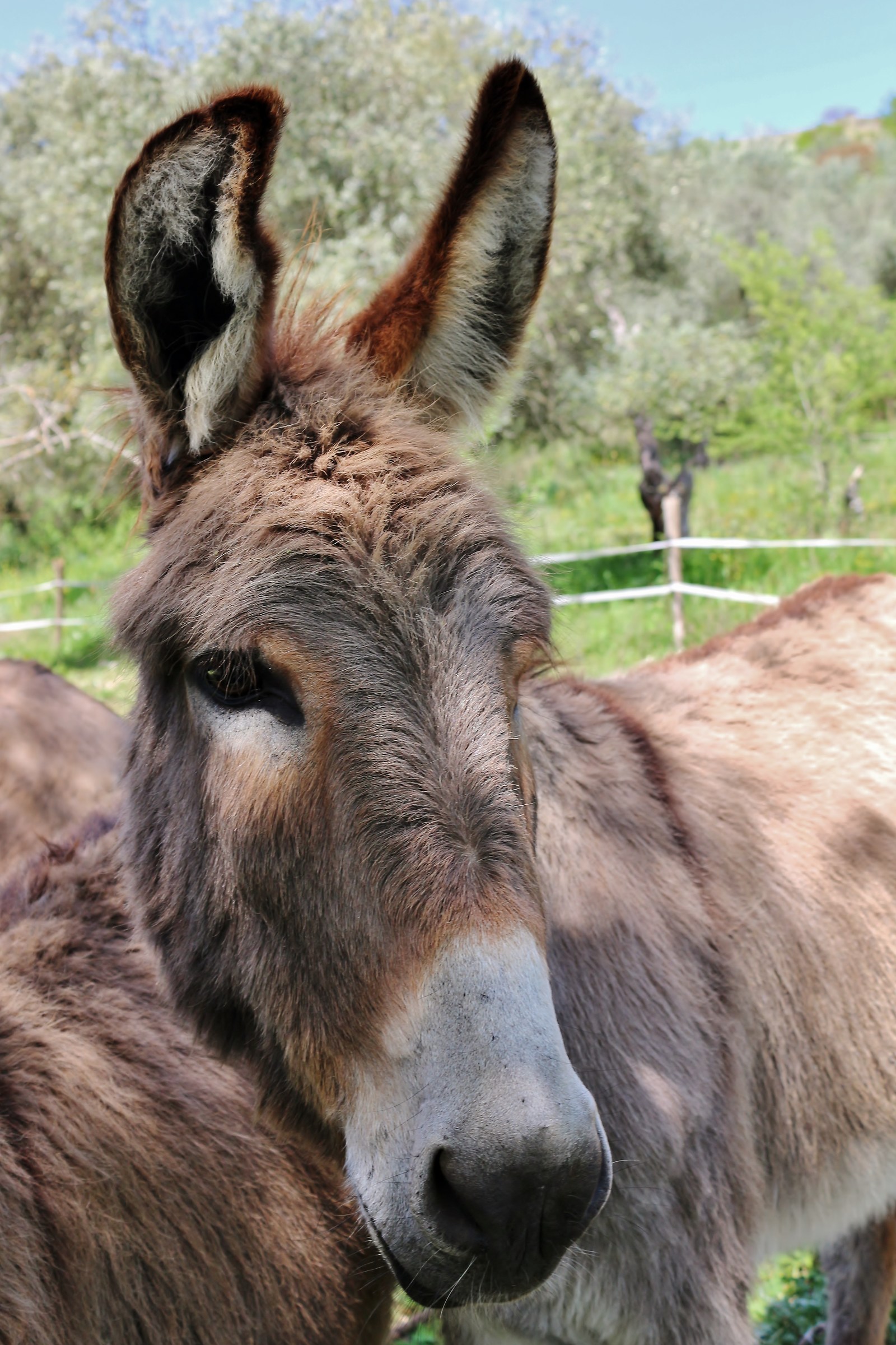 un amico pieno di risorse
