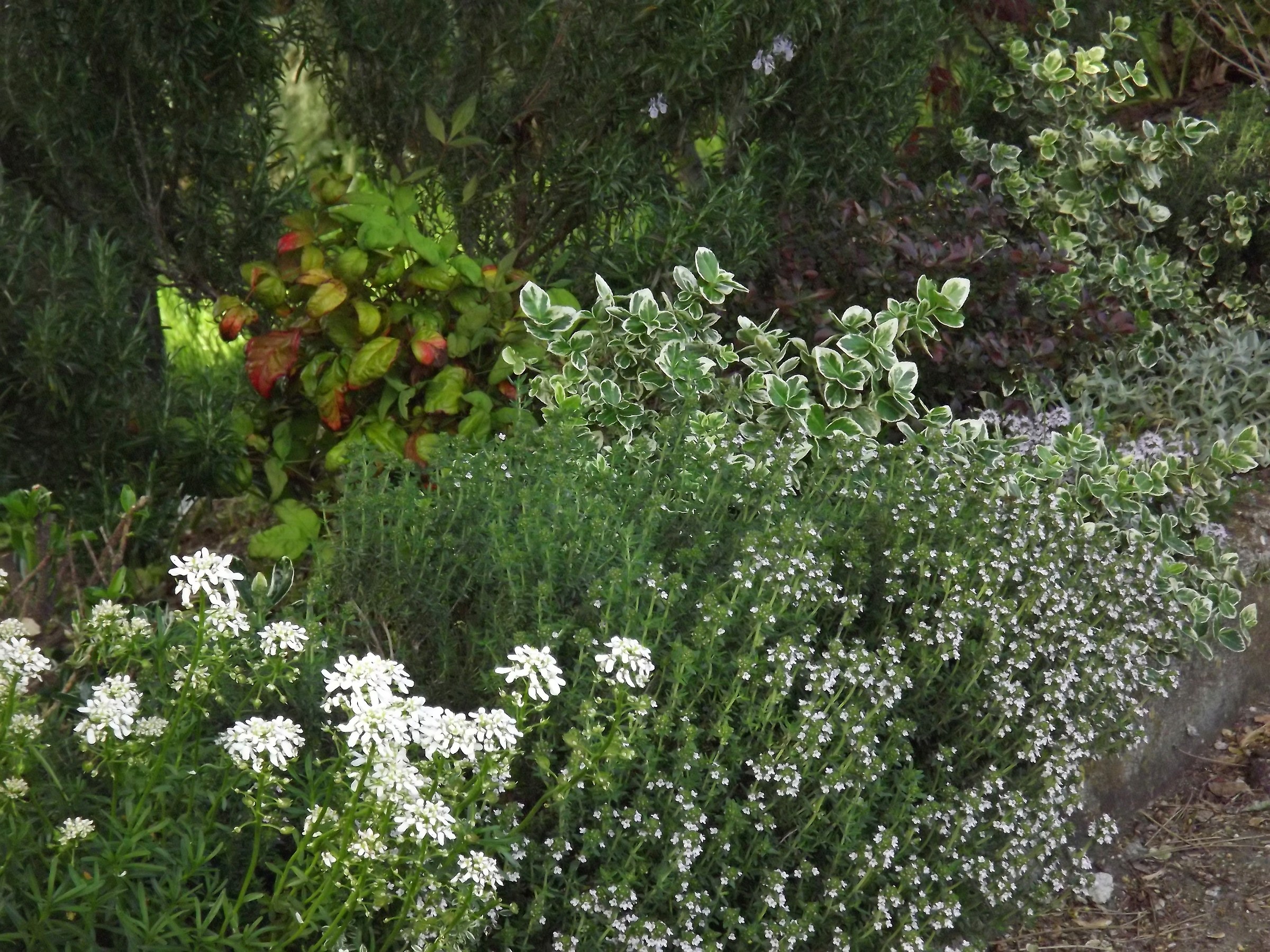 Valbucciana - Villa Minozzo  (re) 12/5/2012