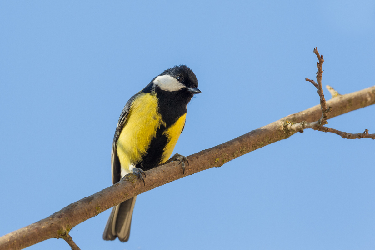 Great Tit (Parus major) ...
