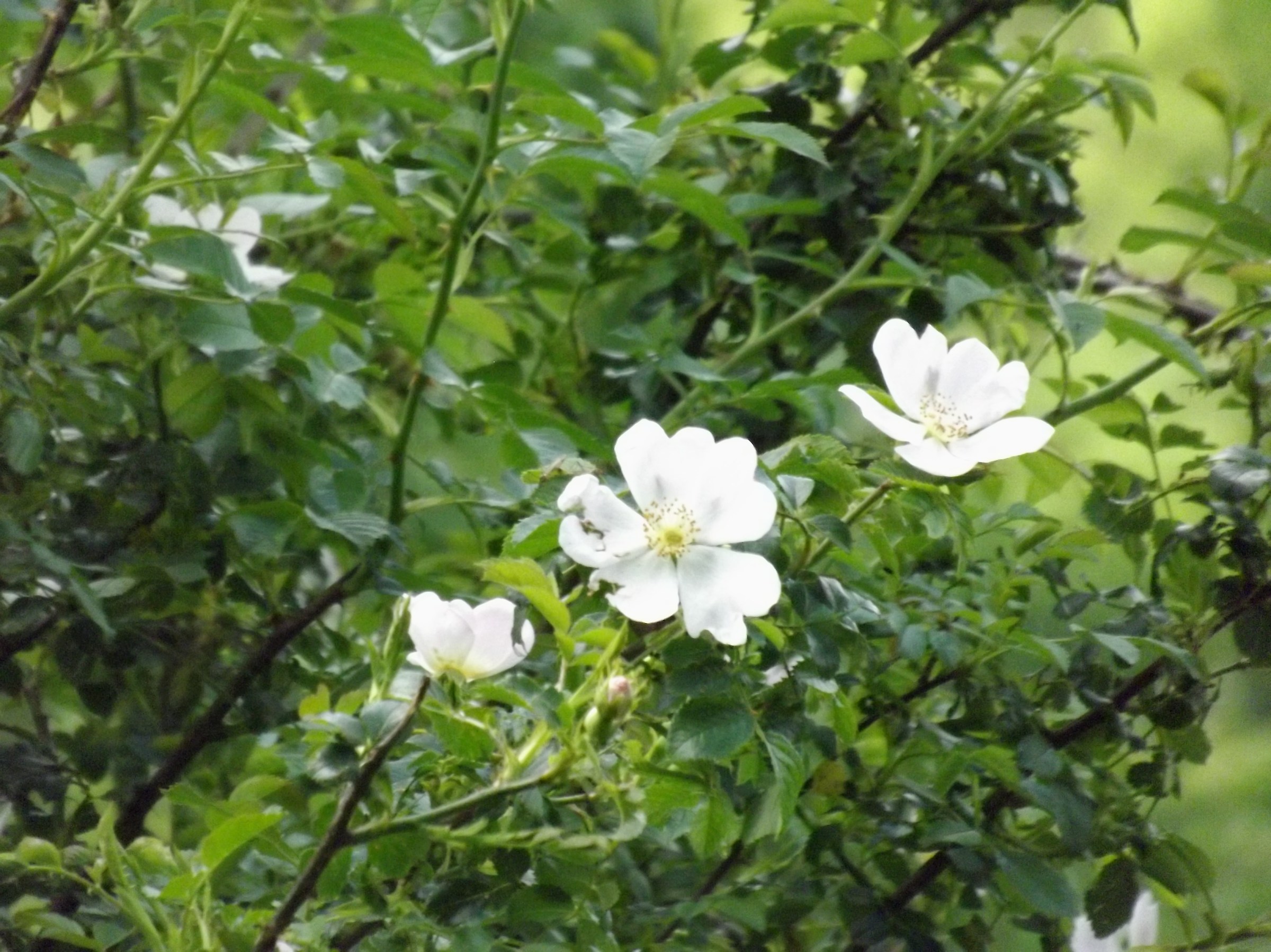 Valbucciana - Villa Minozzo 14/5/2012