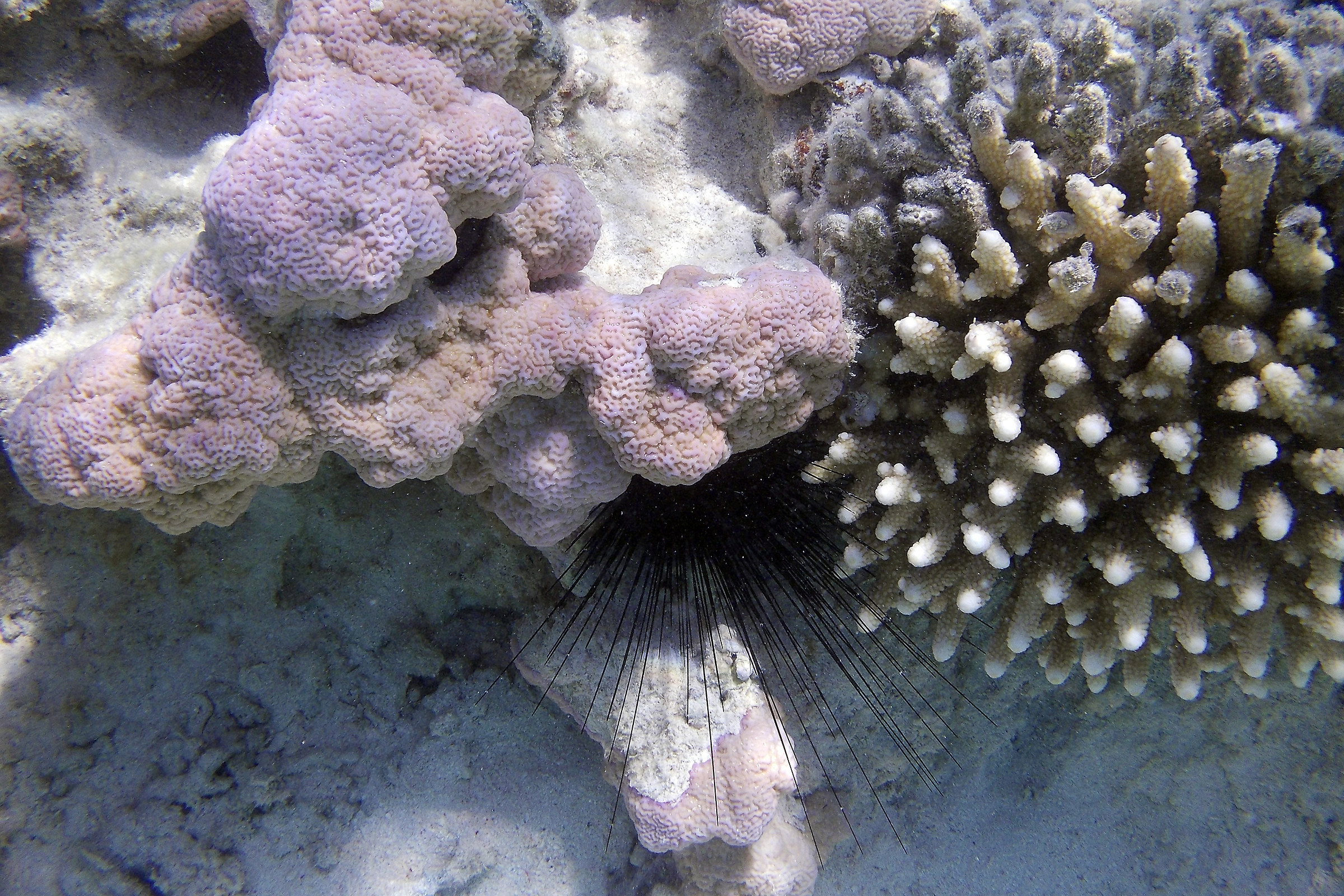 Red Sea Hedgehog_Ras Mohamed National Park