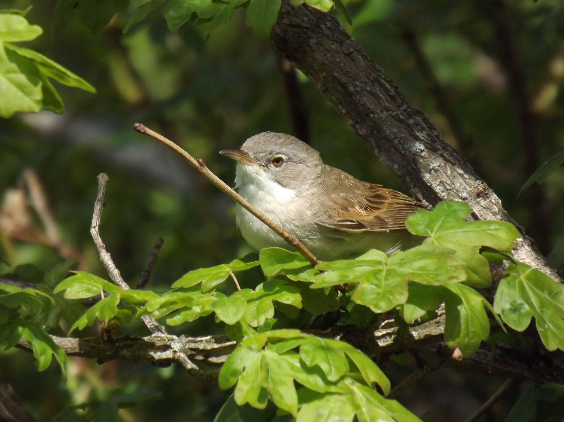Val D'Asta - Villa Minozzo (re) 15/5/2012