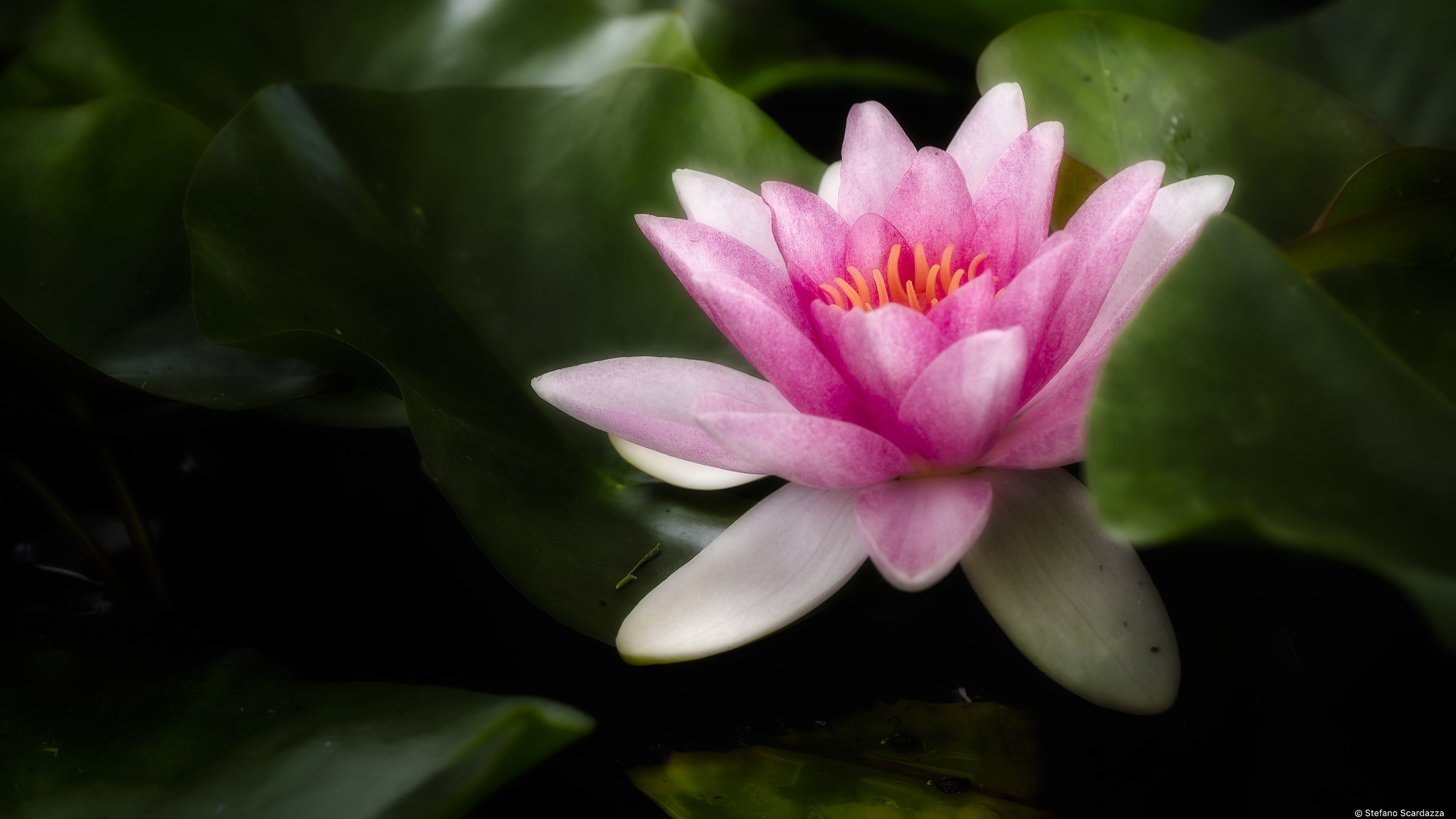 Soft Waterlily....