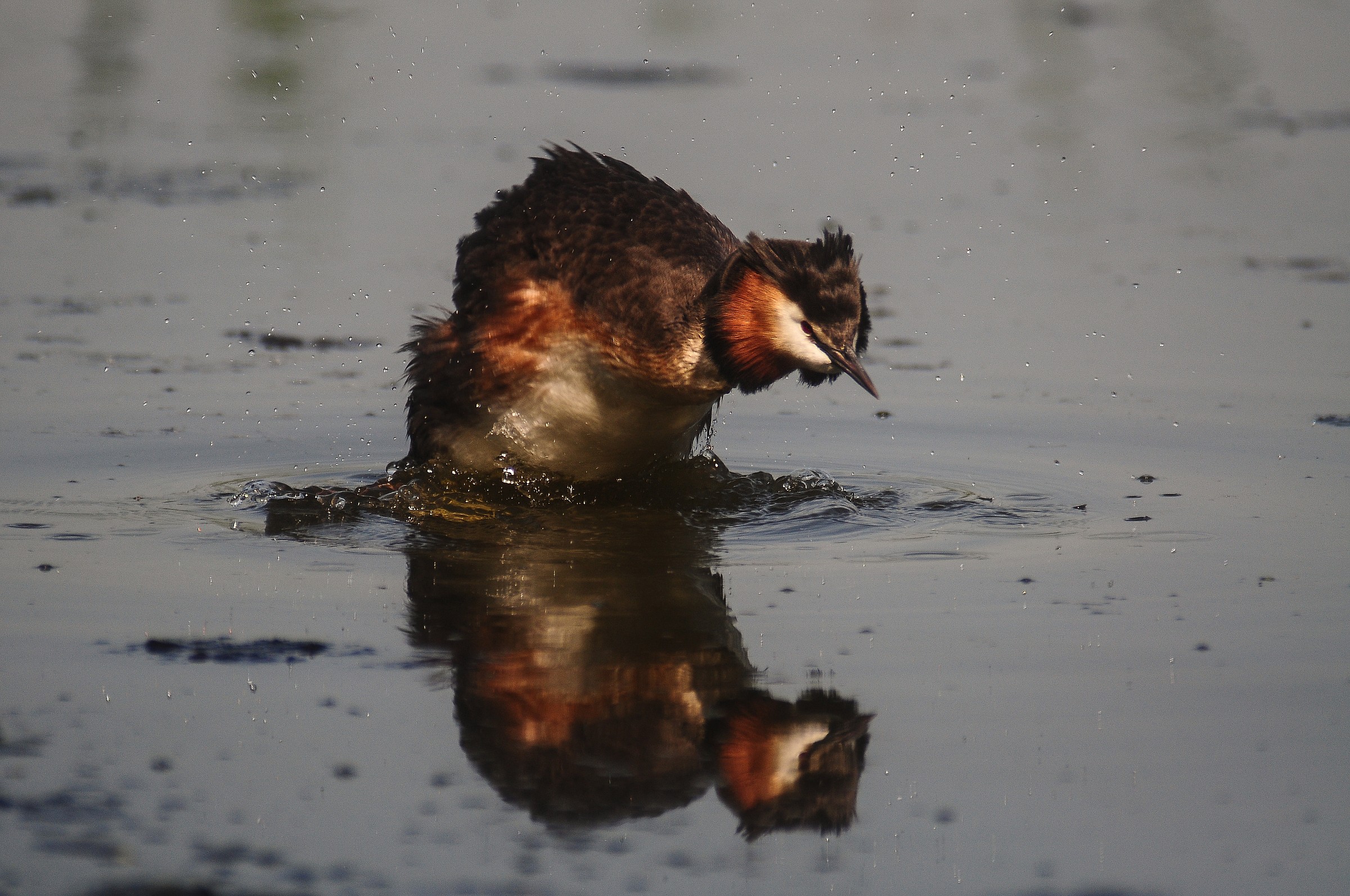 Grebe