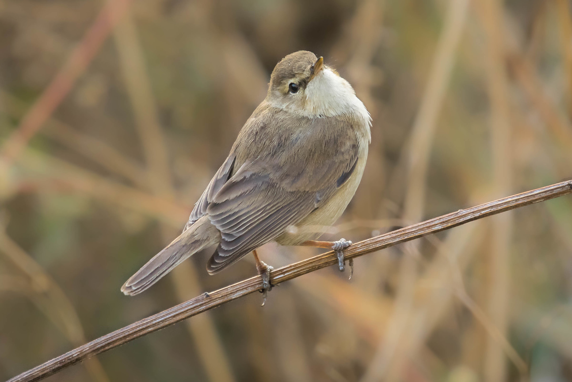 Booted Warbler