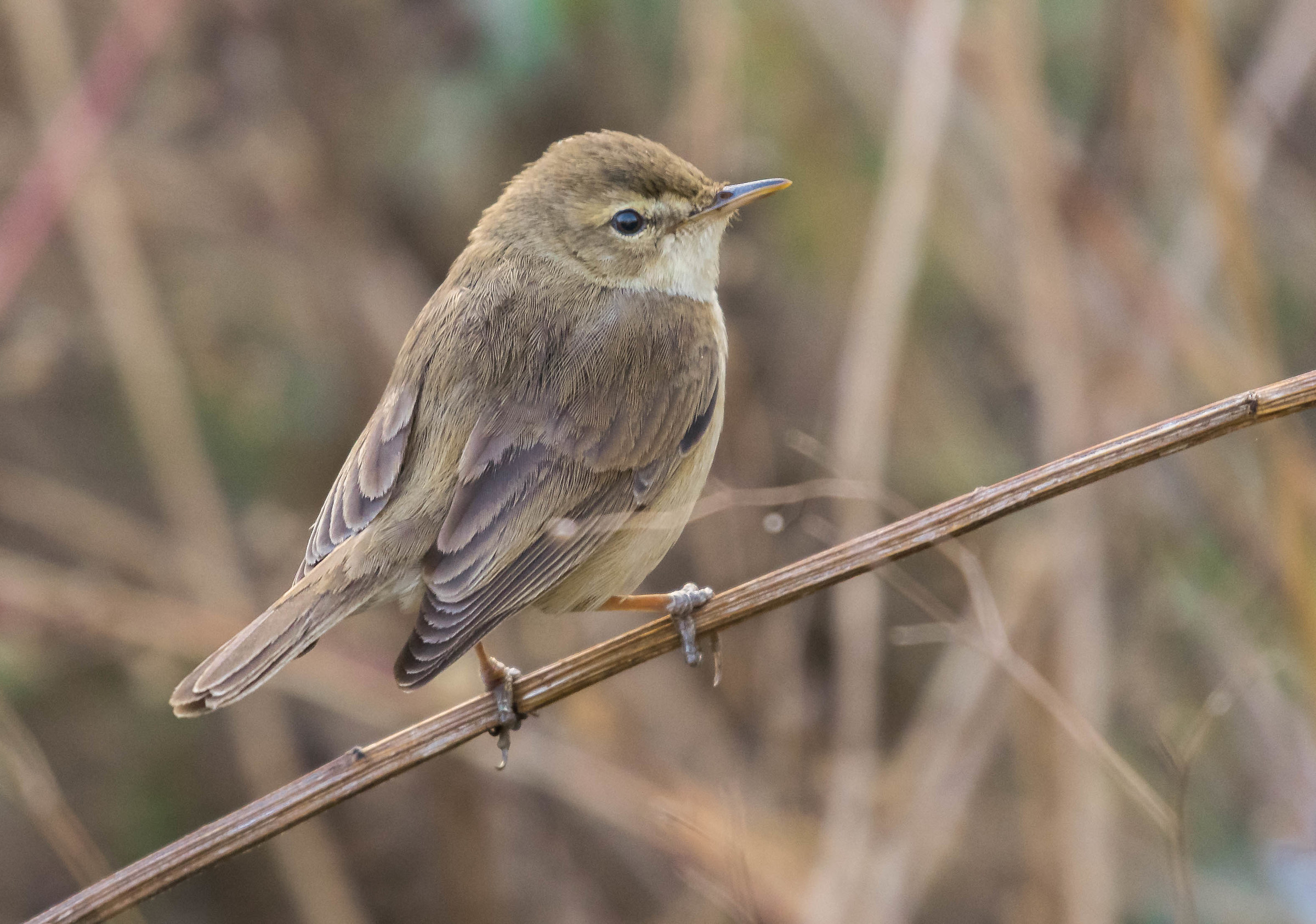 Booted Warbler