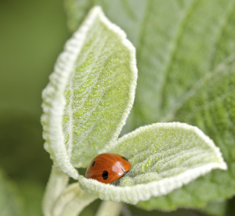 Coccinella