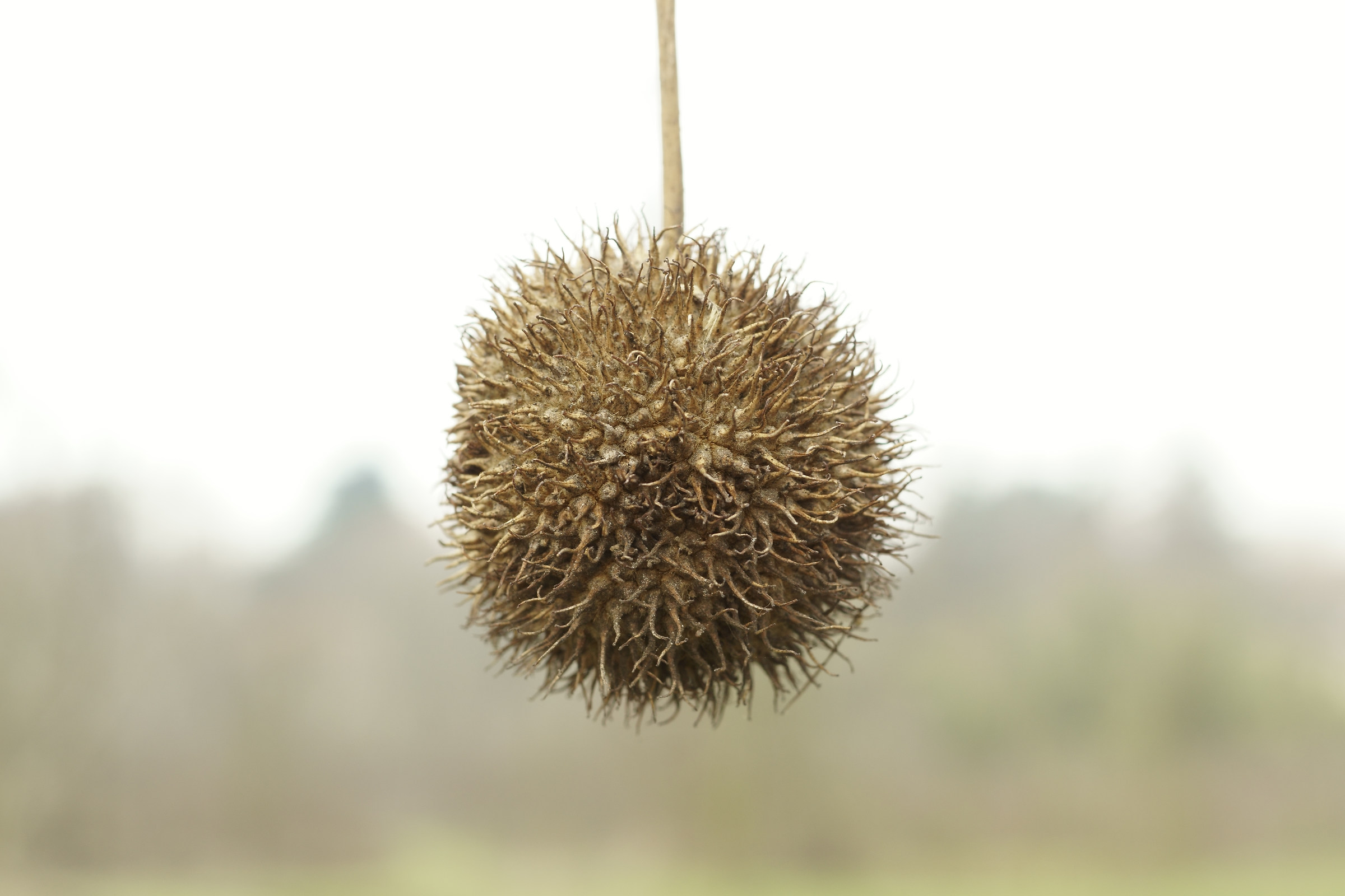 L'arte della natura 1