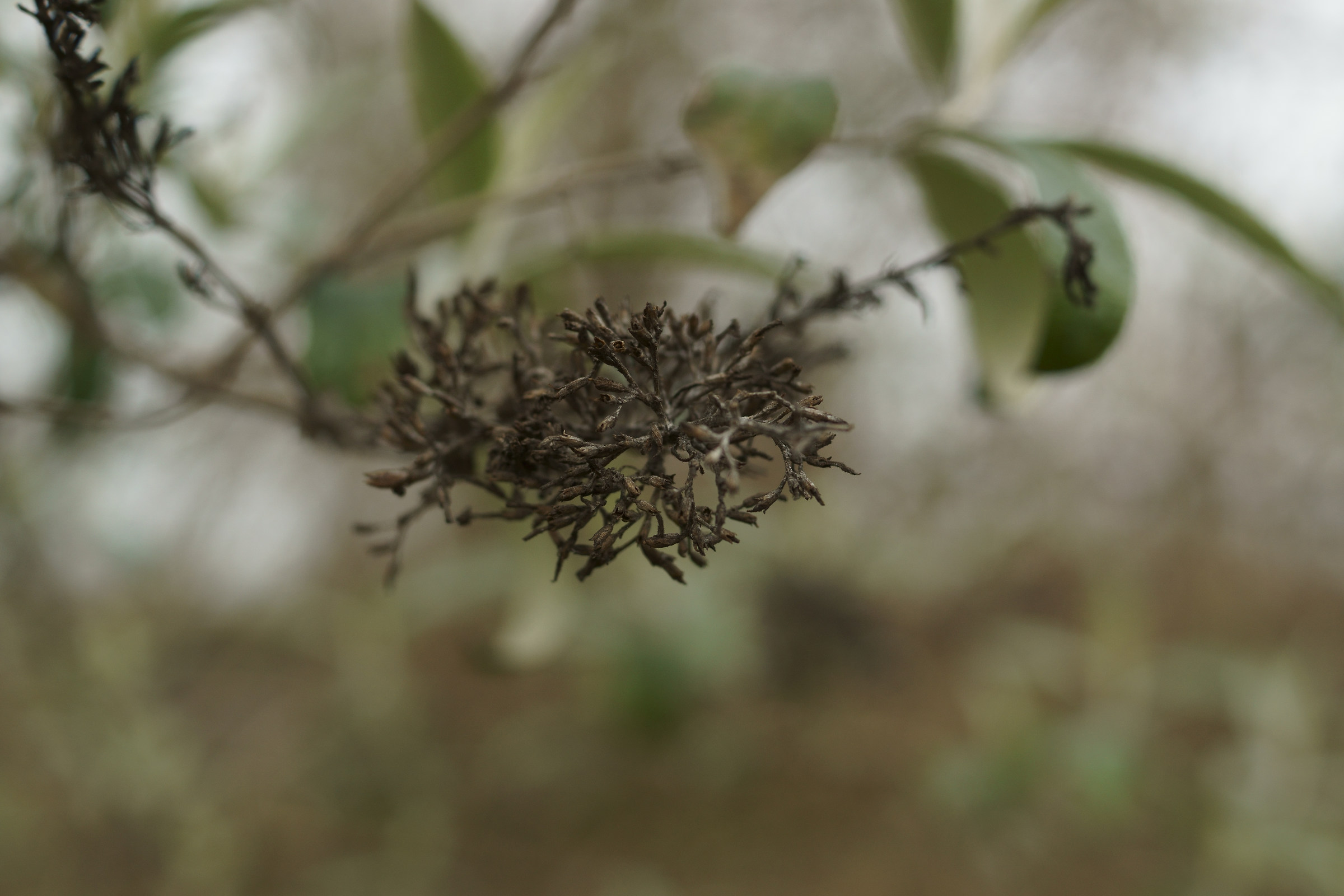 L'arte della natura 3