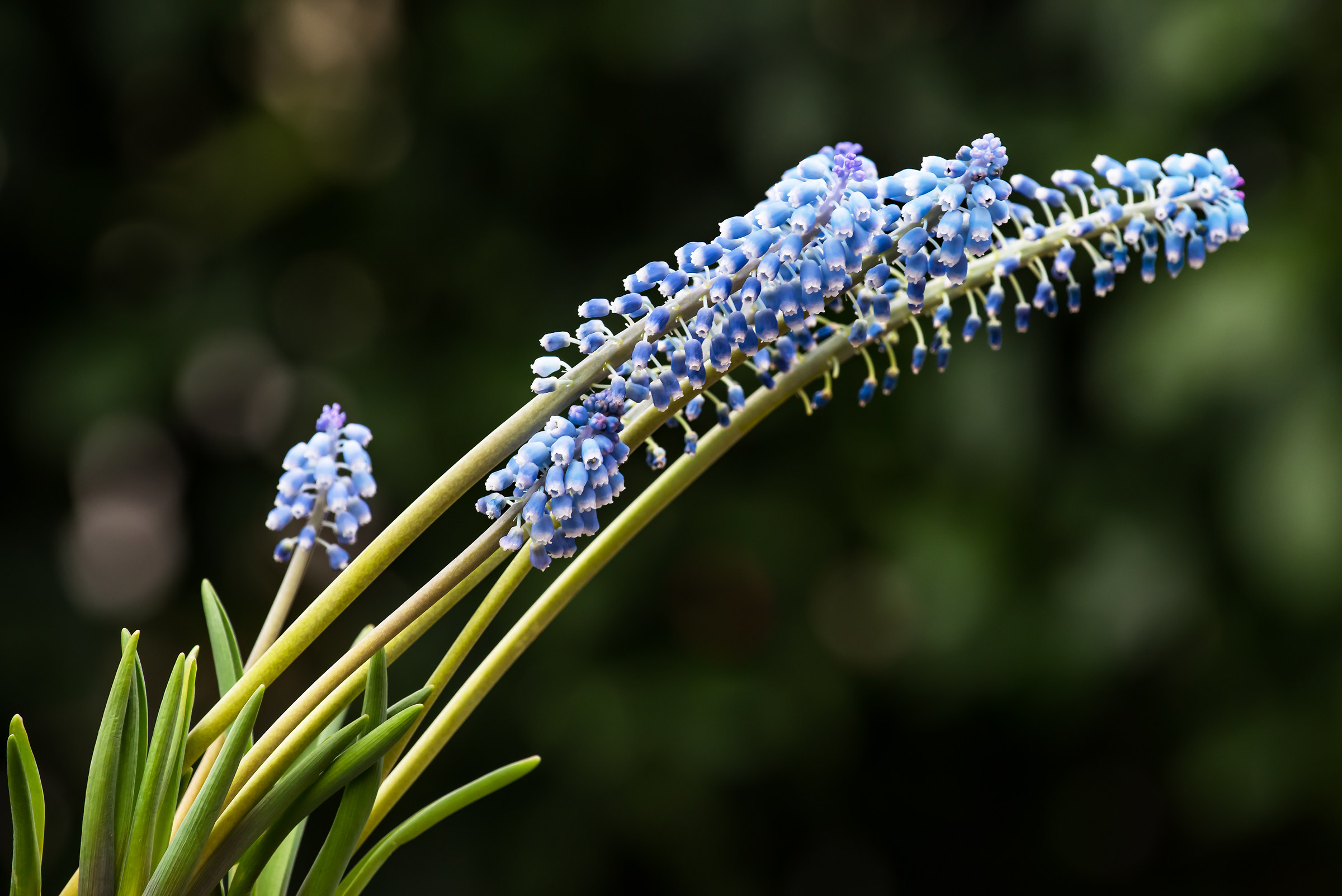 Muscari