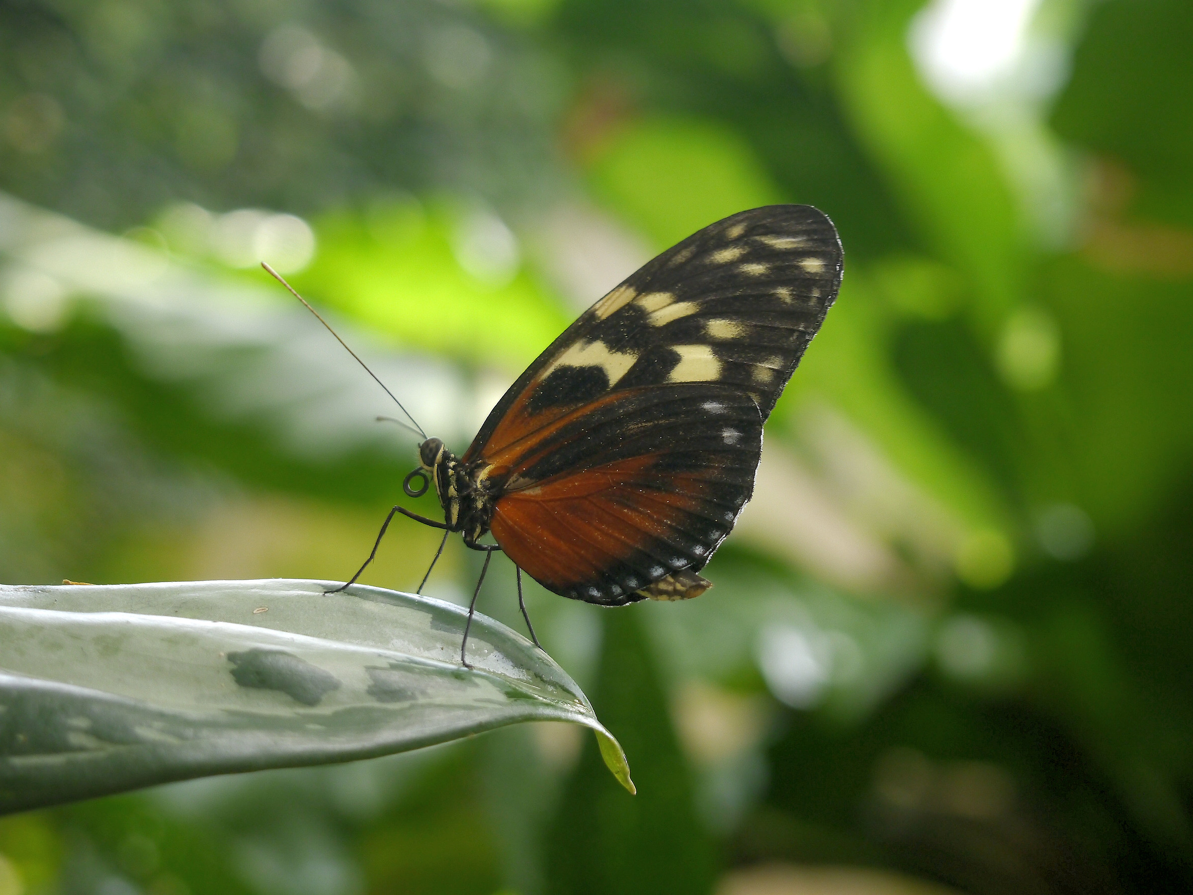 Butterfly - at the Butterfly Conservatory - Niagara Falls