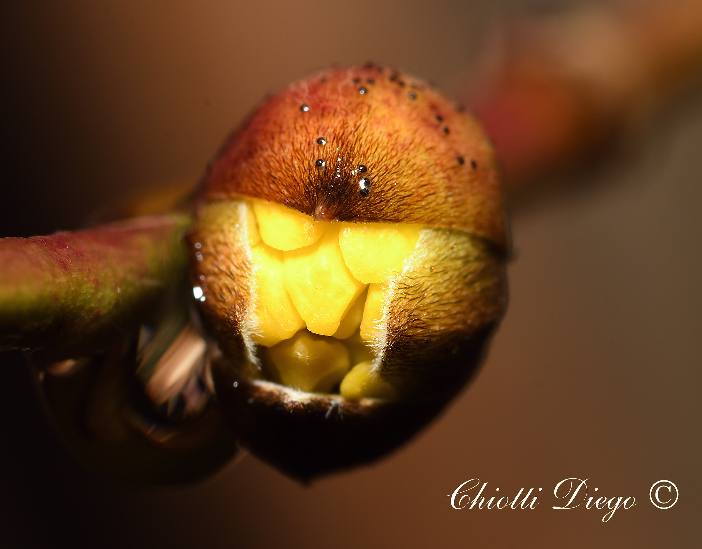 Bocciolo di Corniolo (Cornus  Mas)