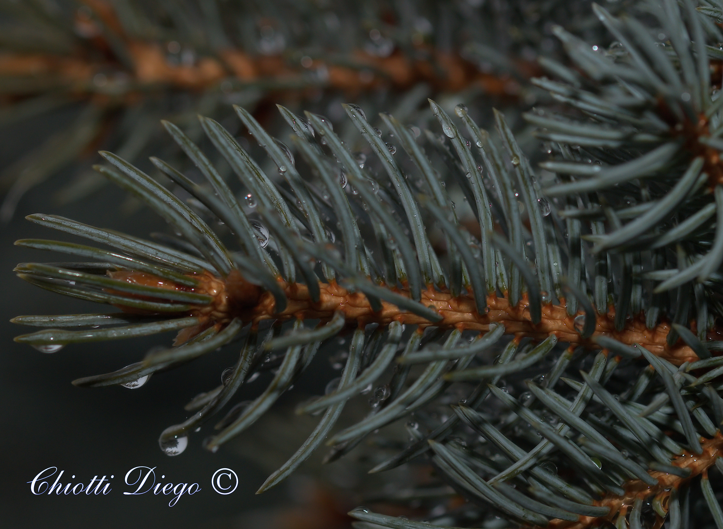 Pino argentato sotto la pioggia