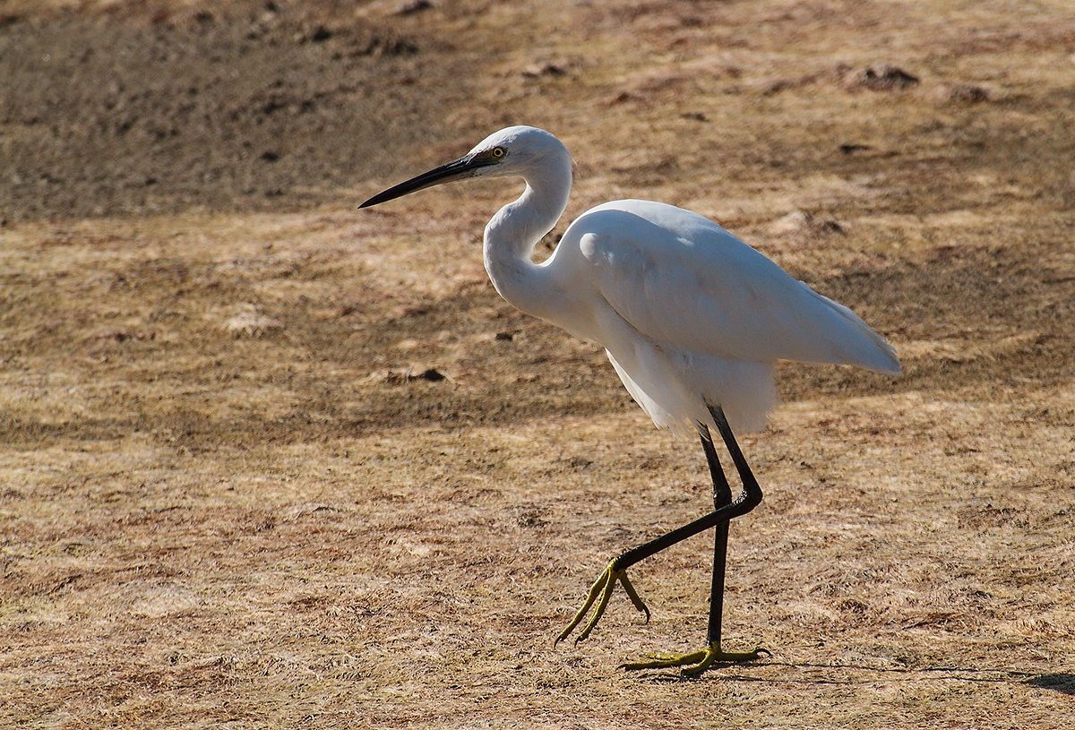 Walking on the ground