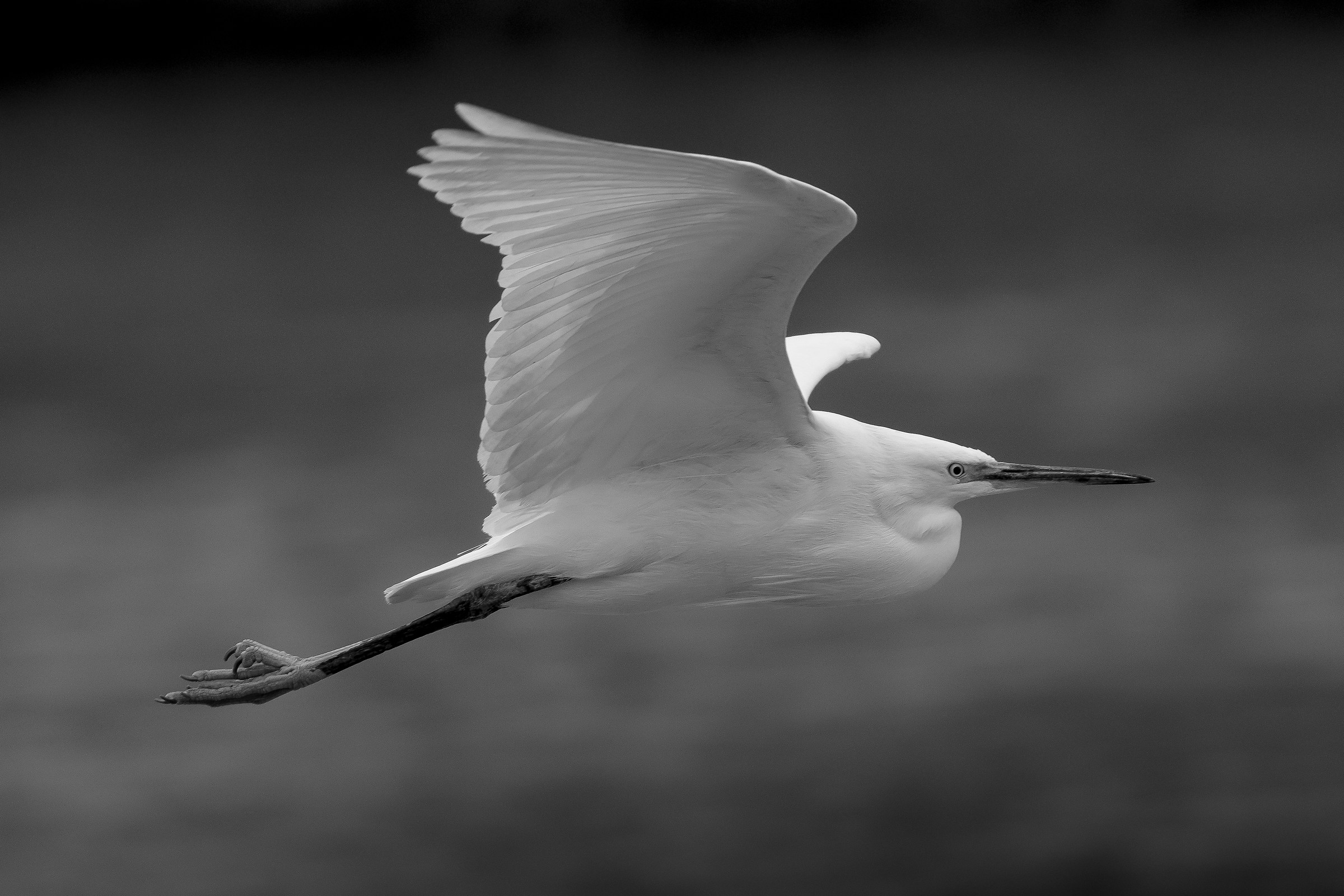 Little Egret # 1