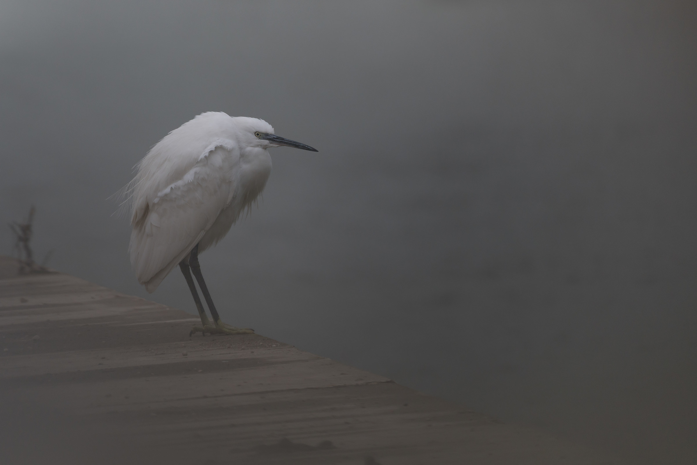 Little Egret # 2