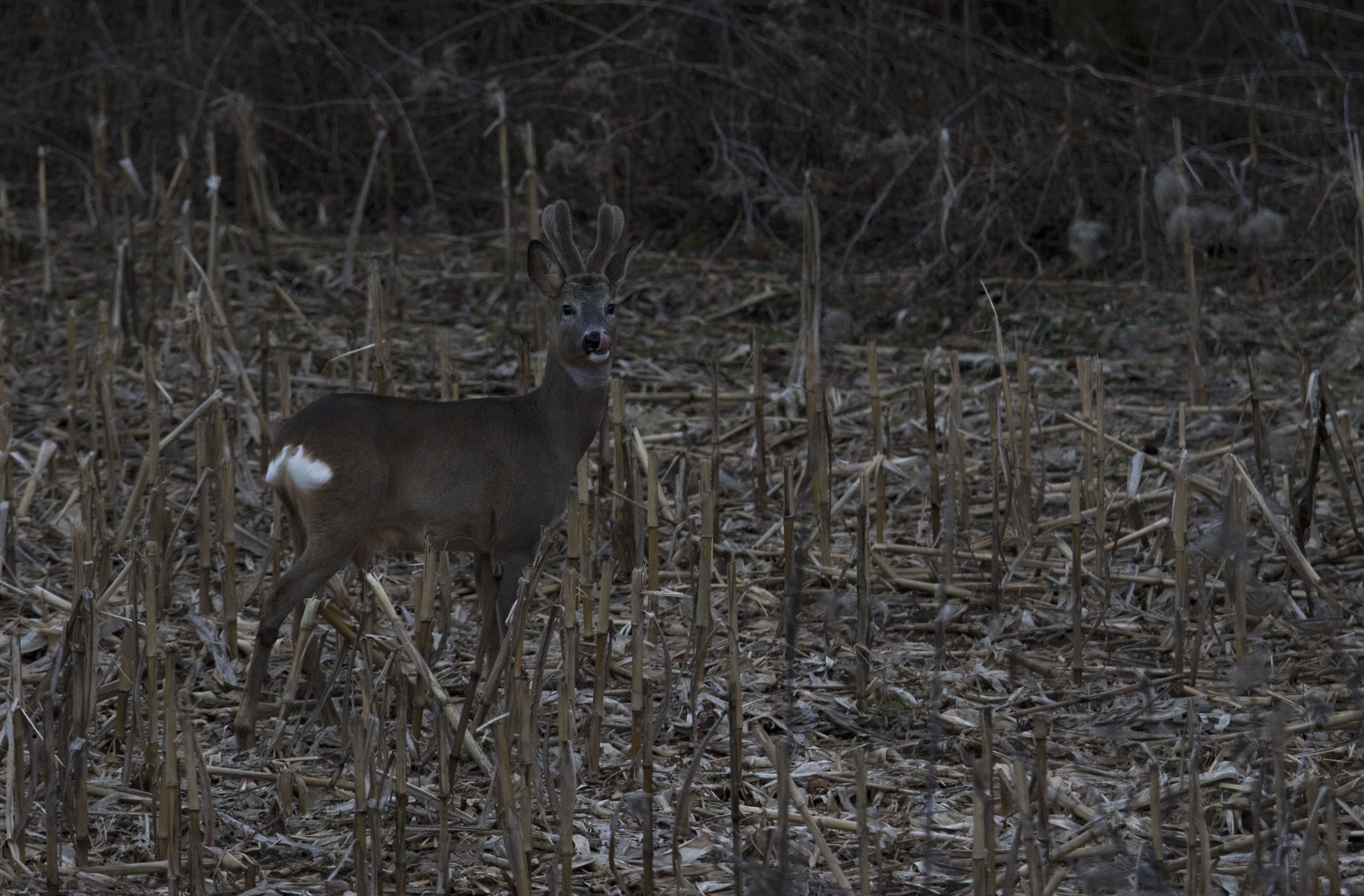 mmmmm to lick your mustache